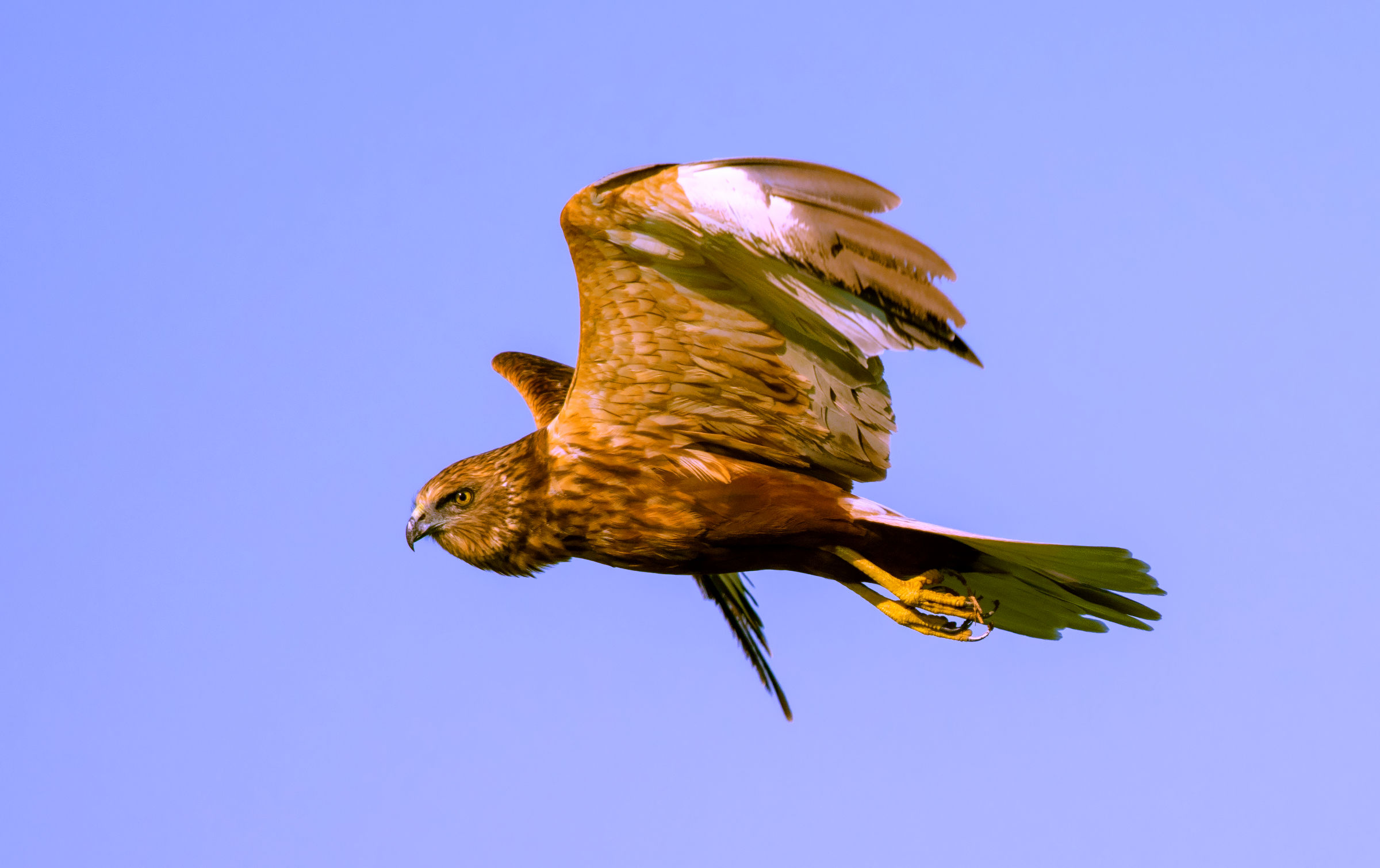 marsh harrier