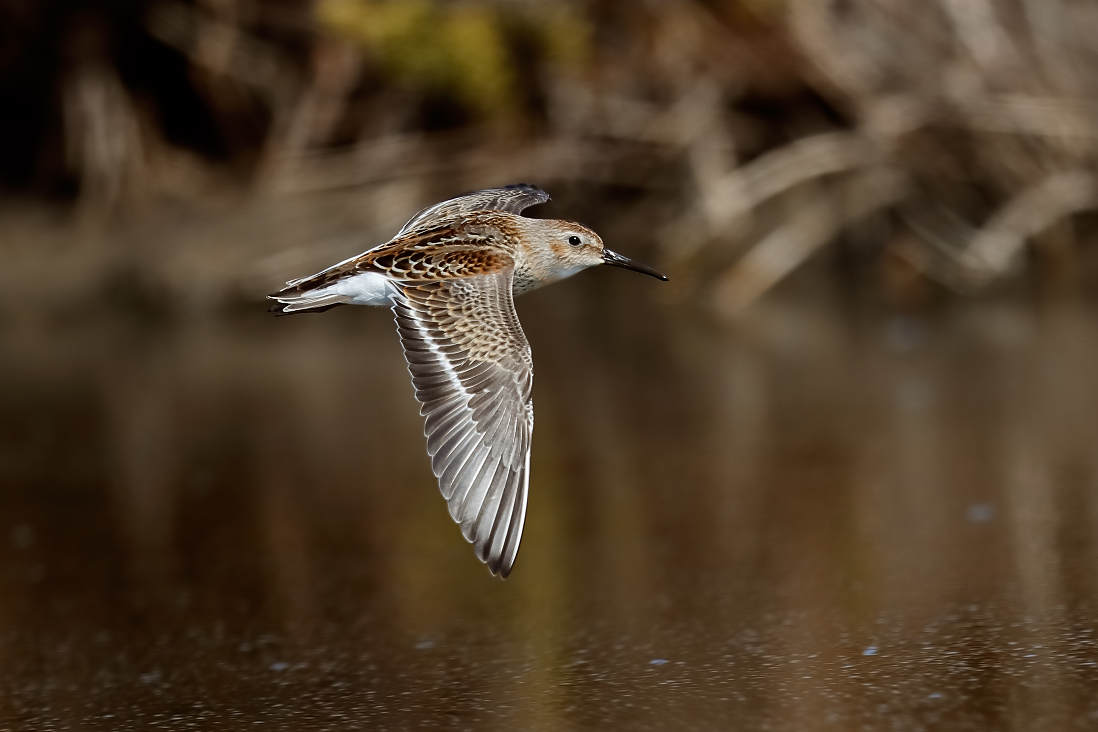 La virata del pancianera