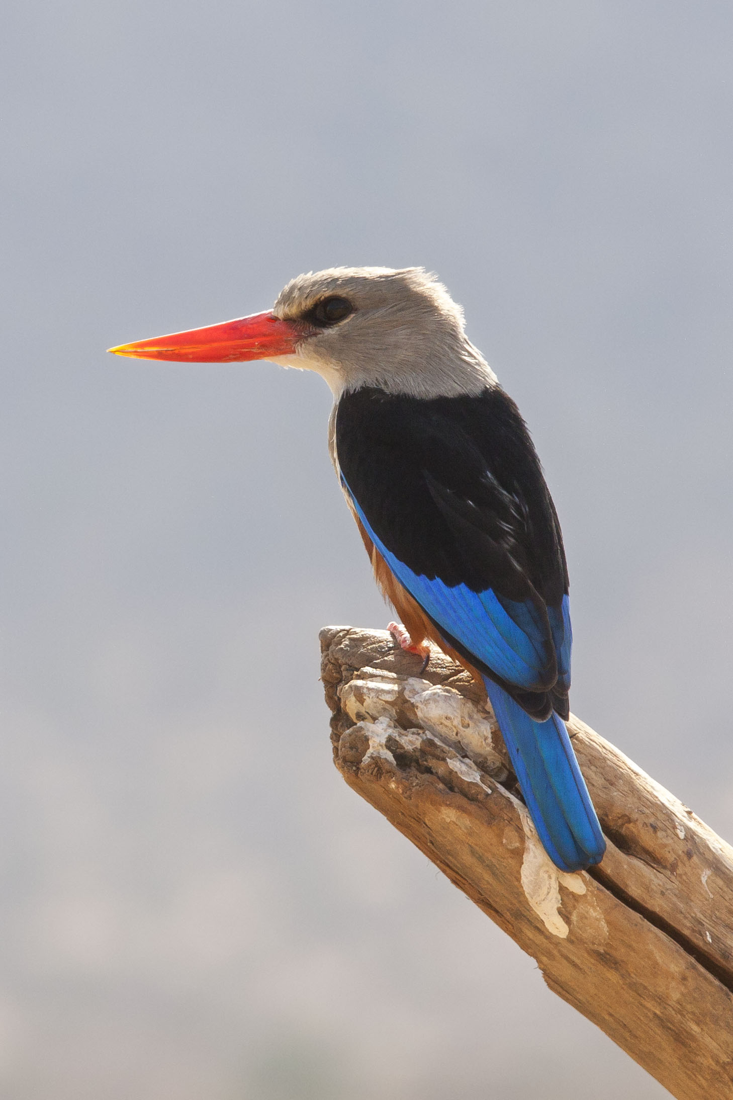 Gray-headed kingfisher (Halcyon leucocephala)