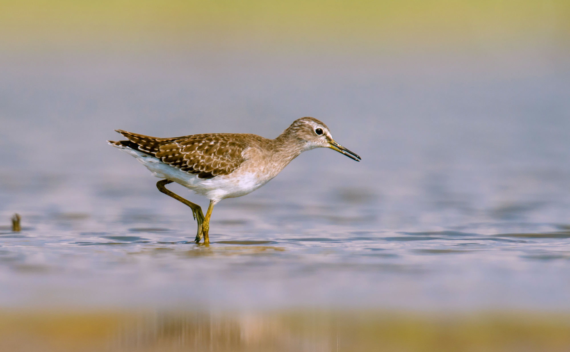 sandpiper di legno