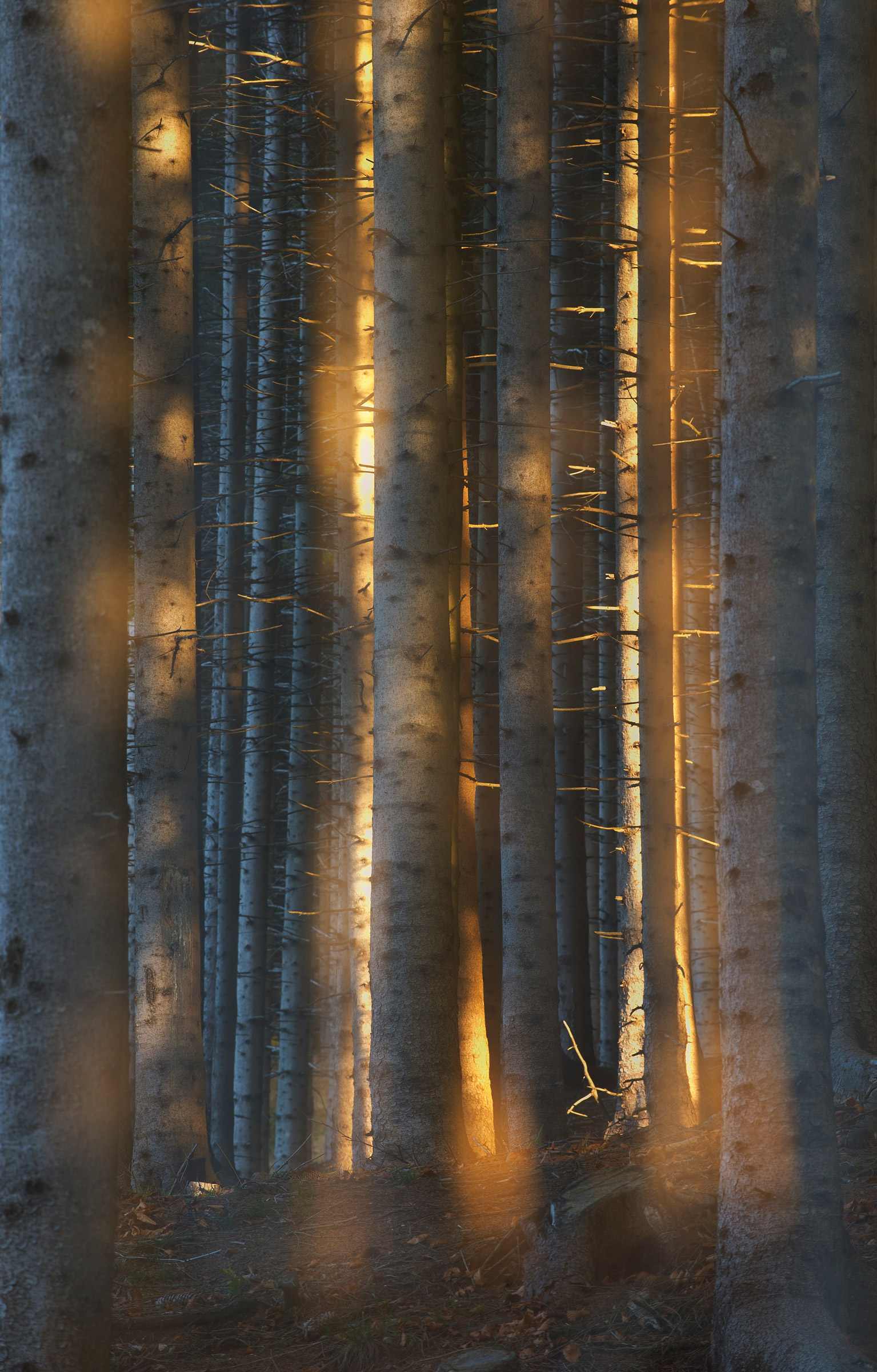 The magic of the wood.