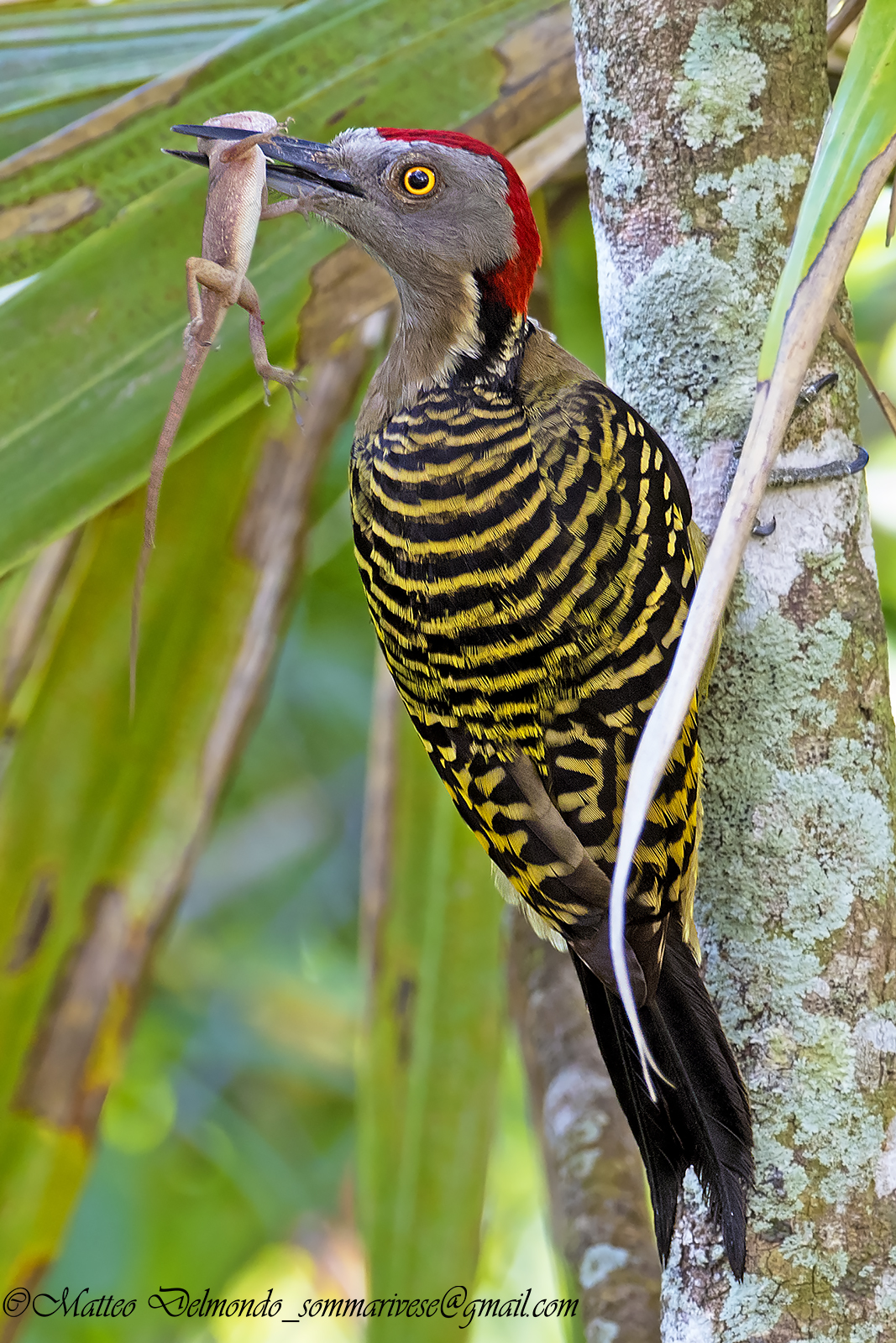 Hispaniola Woodpecker
