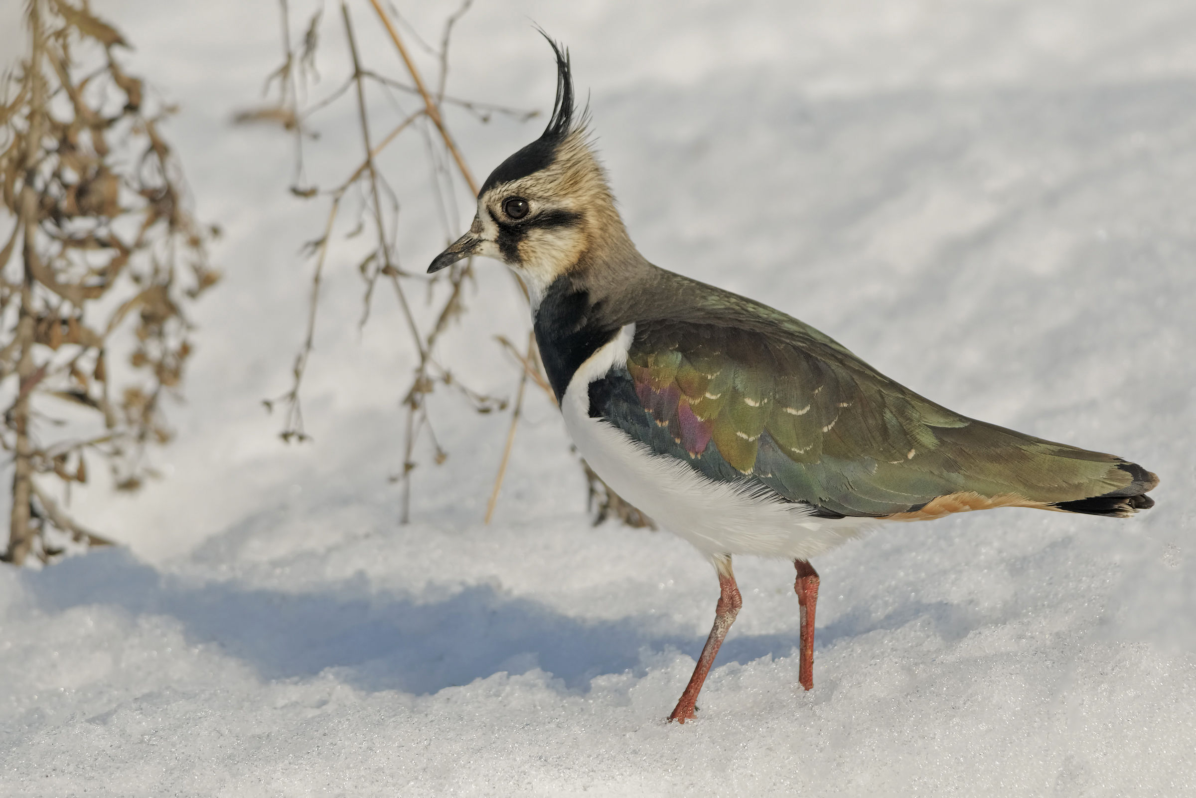 Pavoncella (Vanellus vanellus)