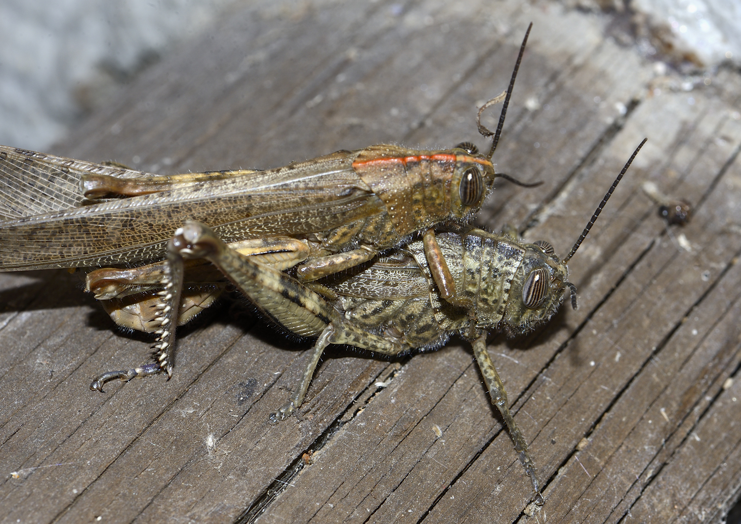 se ti allontani riesco a concentrarmi...