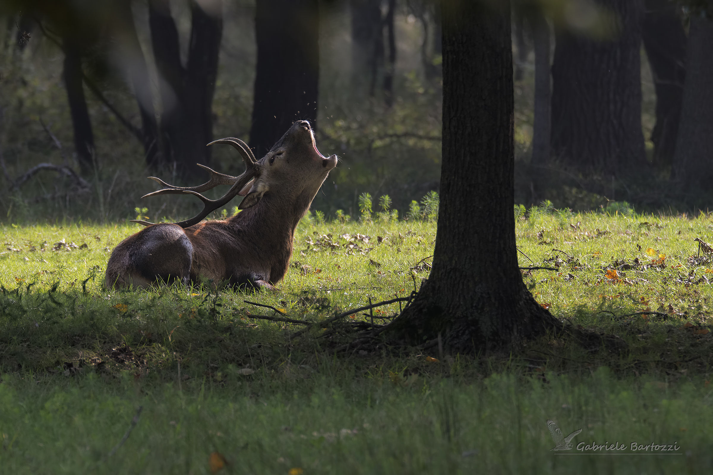 Il bramito del cervo stanco ...