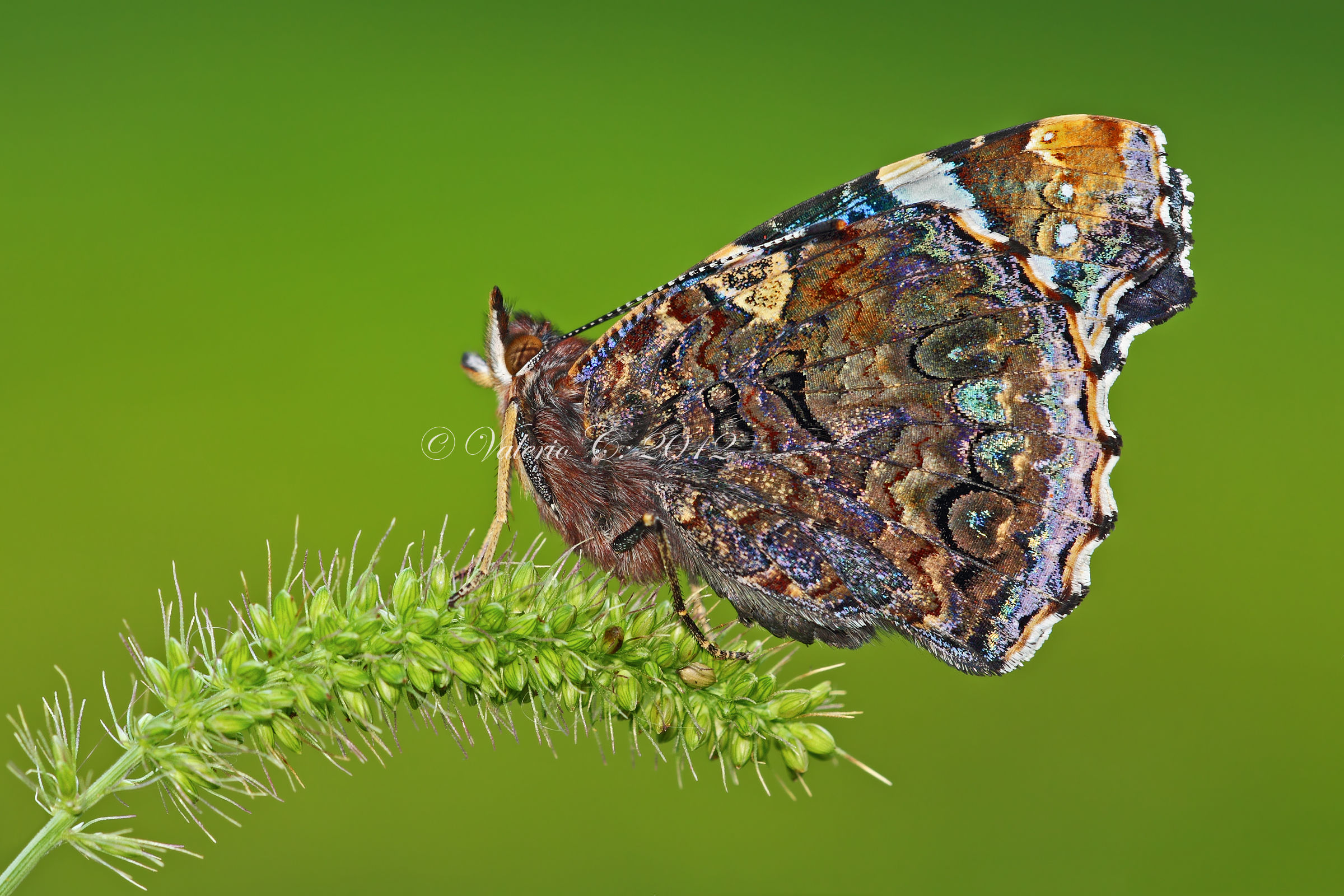 Vanessa atalanta