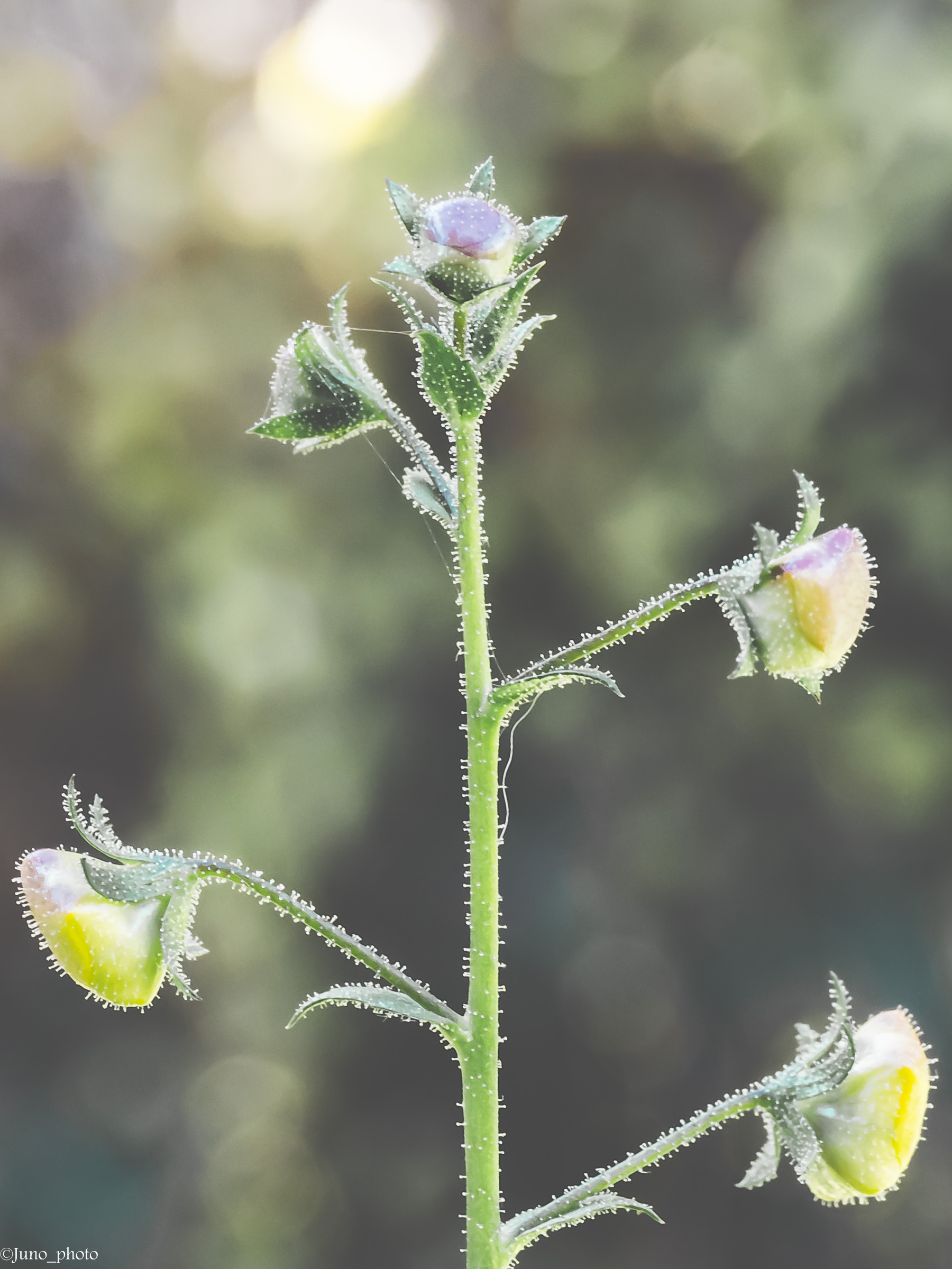 Prove di Macro con EosM3 + ef-m 18-55 + tubi