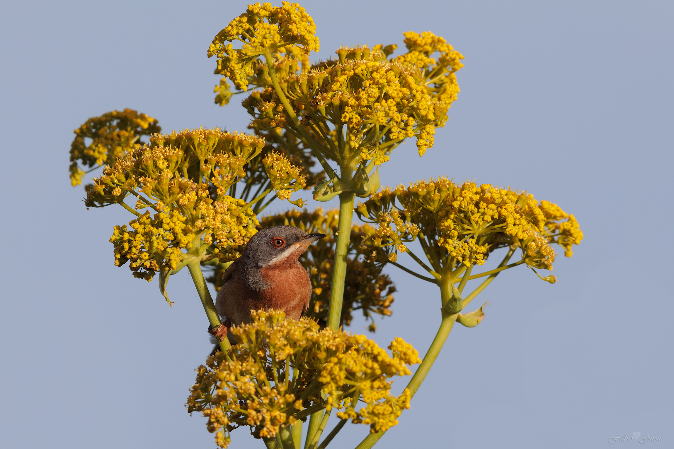 subalpine Warbler