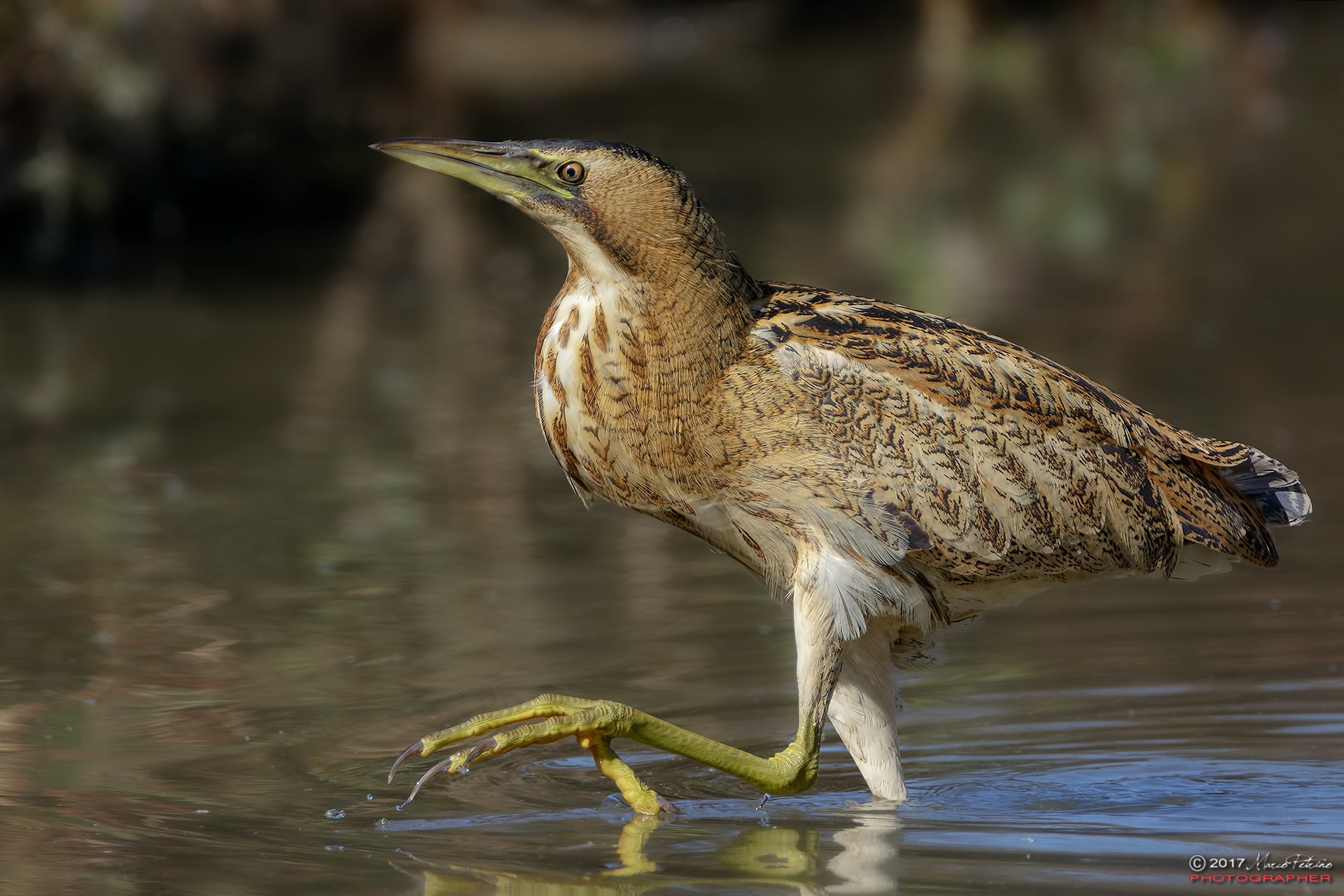 Tarabuso (Botaurus stellaris) - Eurasian bittern