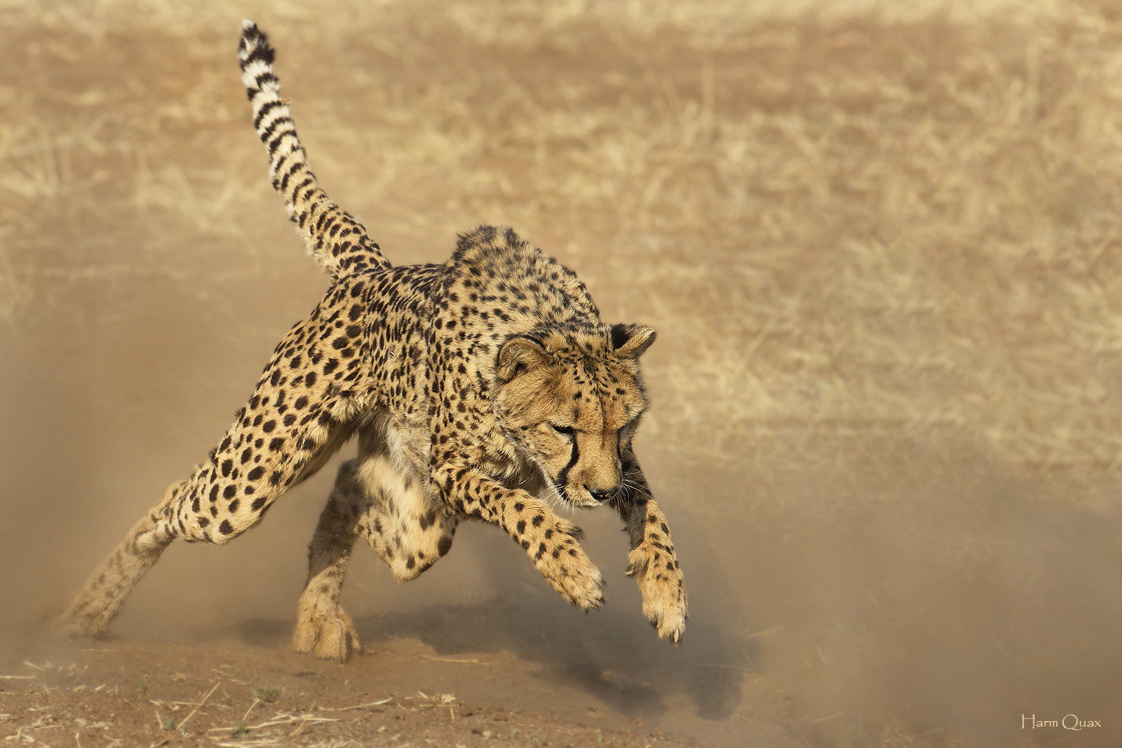 Ghepardo (Acinonyx jubatus)