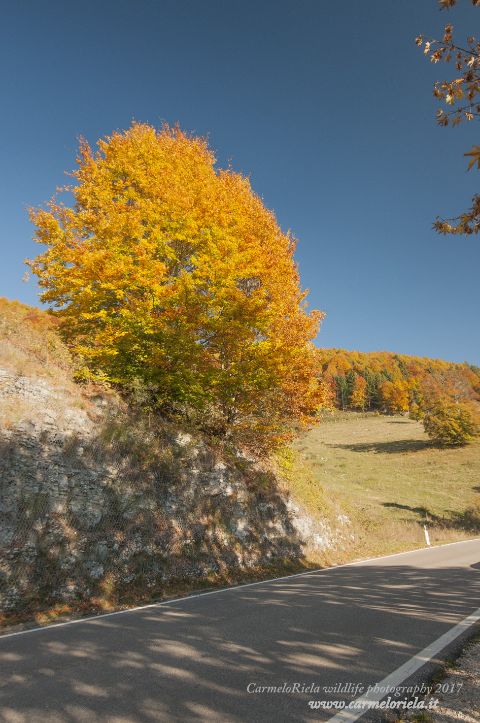 Autumn colors in Lessinia.