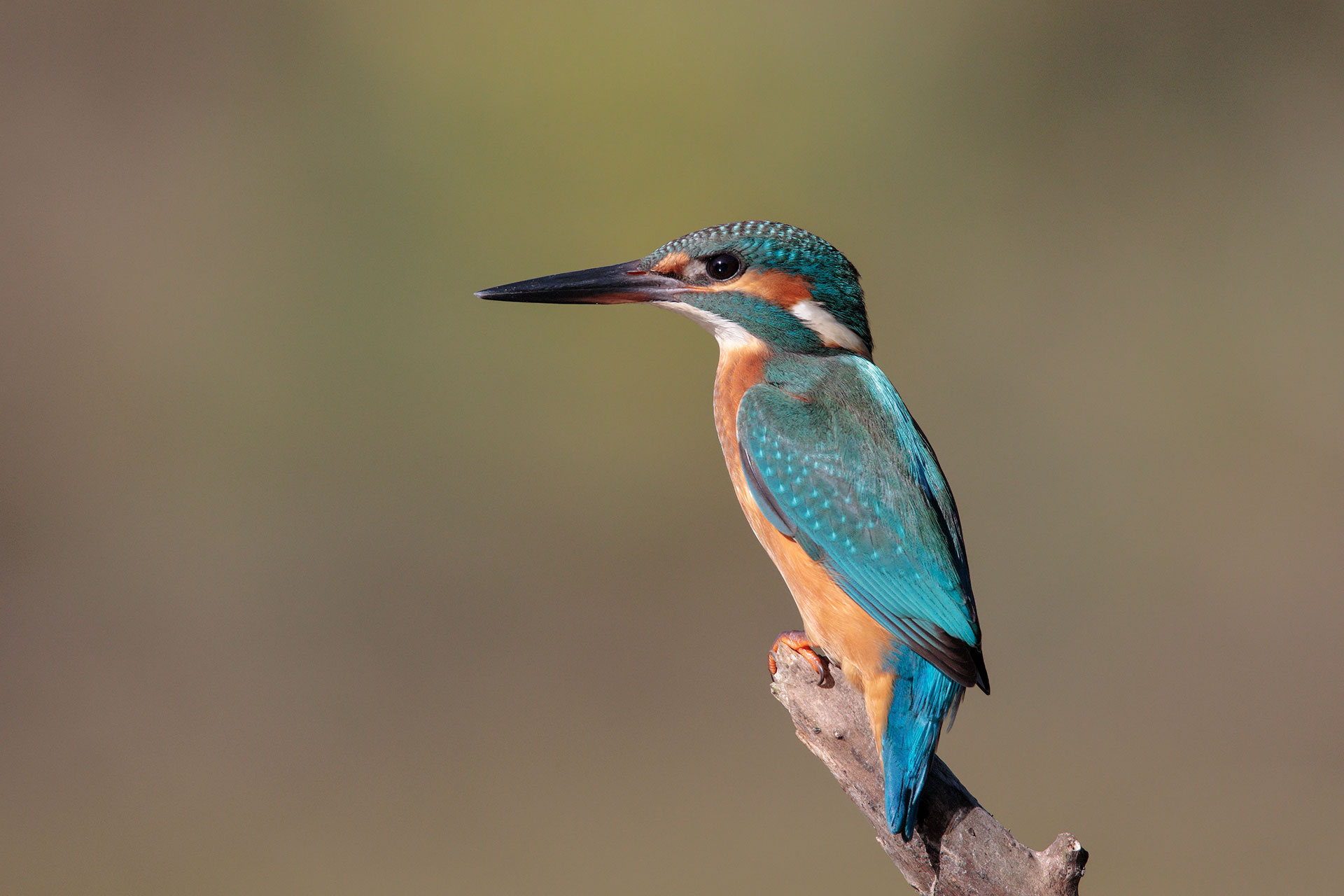 Kingfisher