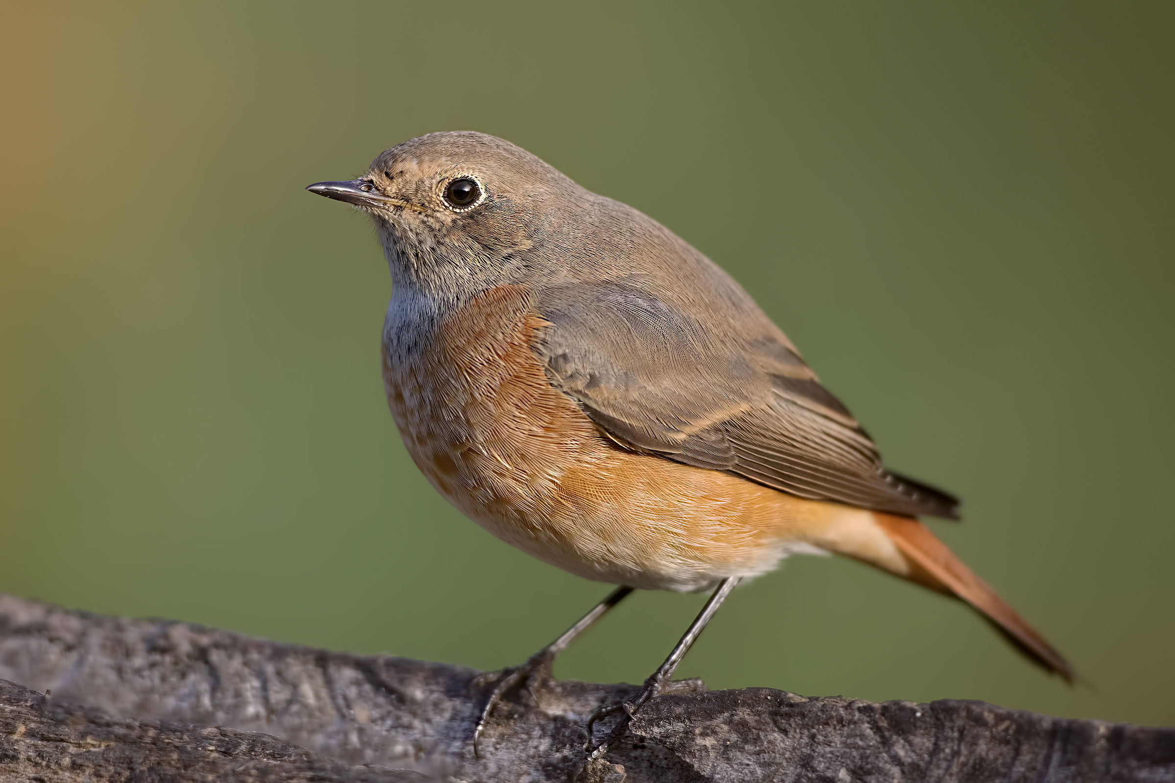 Female quail (Phoenicurus phoenicurus)
