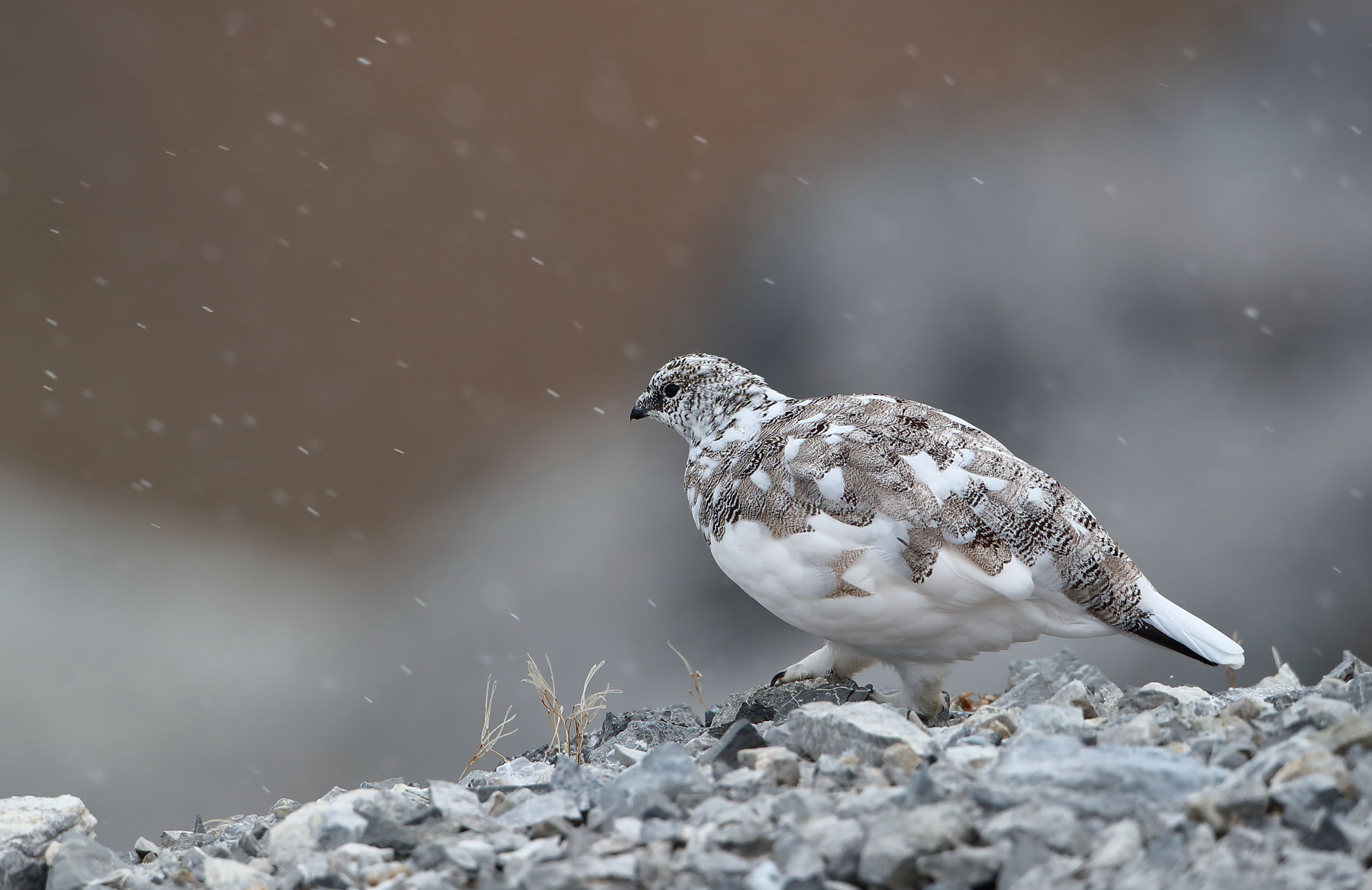 Two steps under the snow