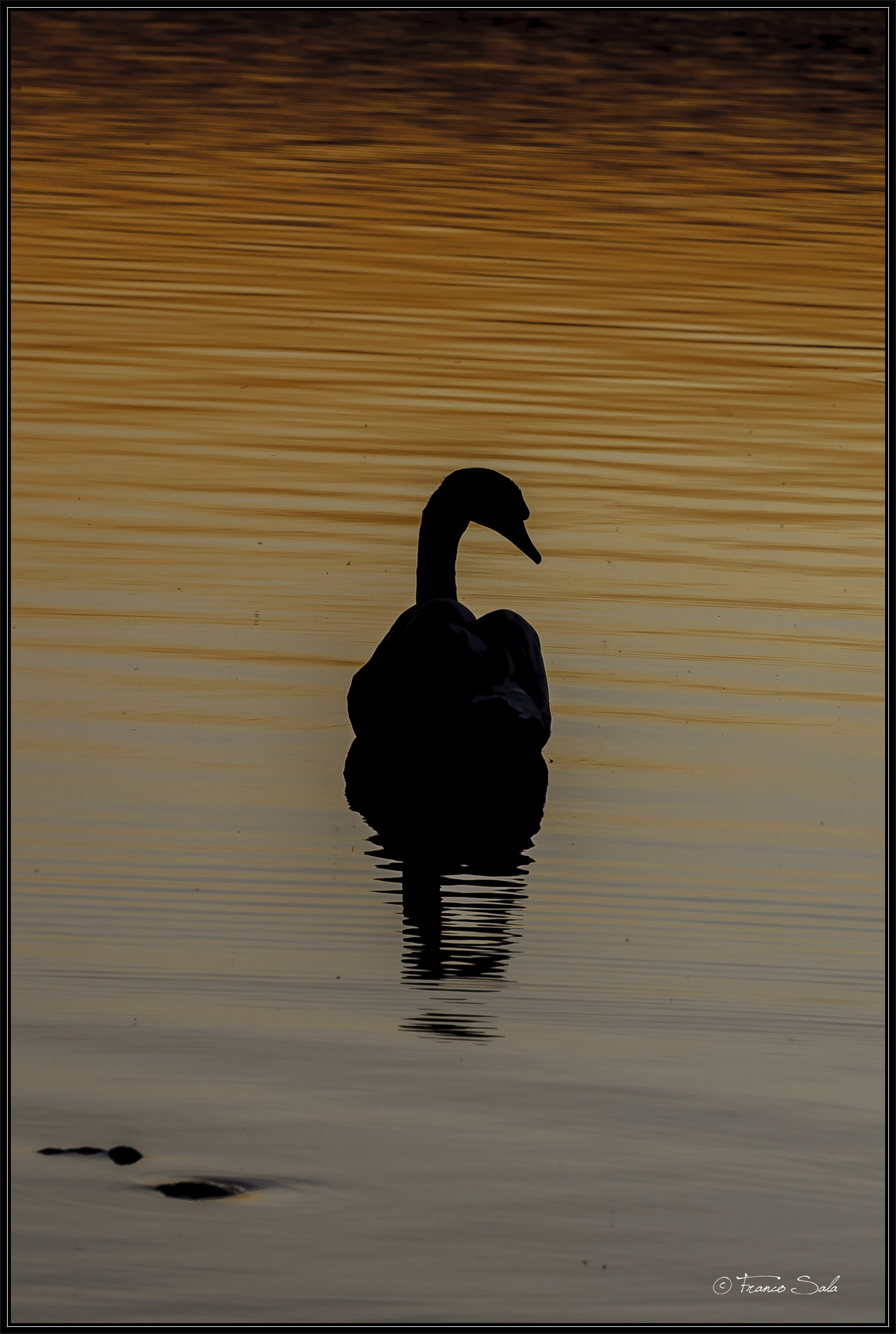 sunset swan