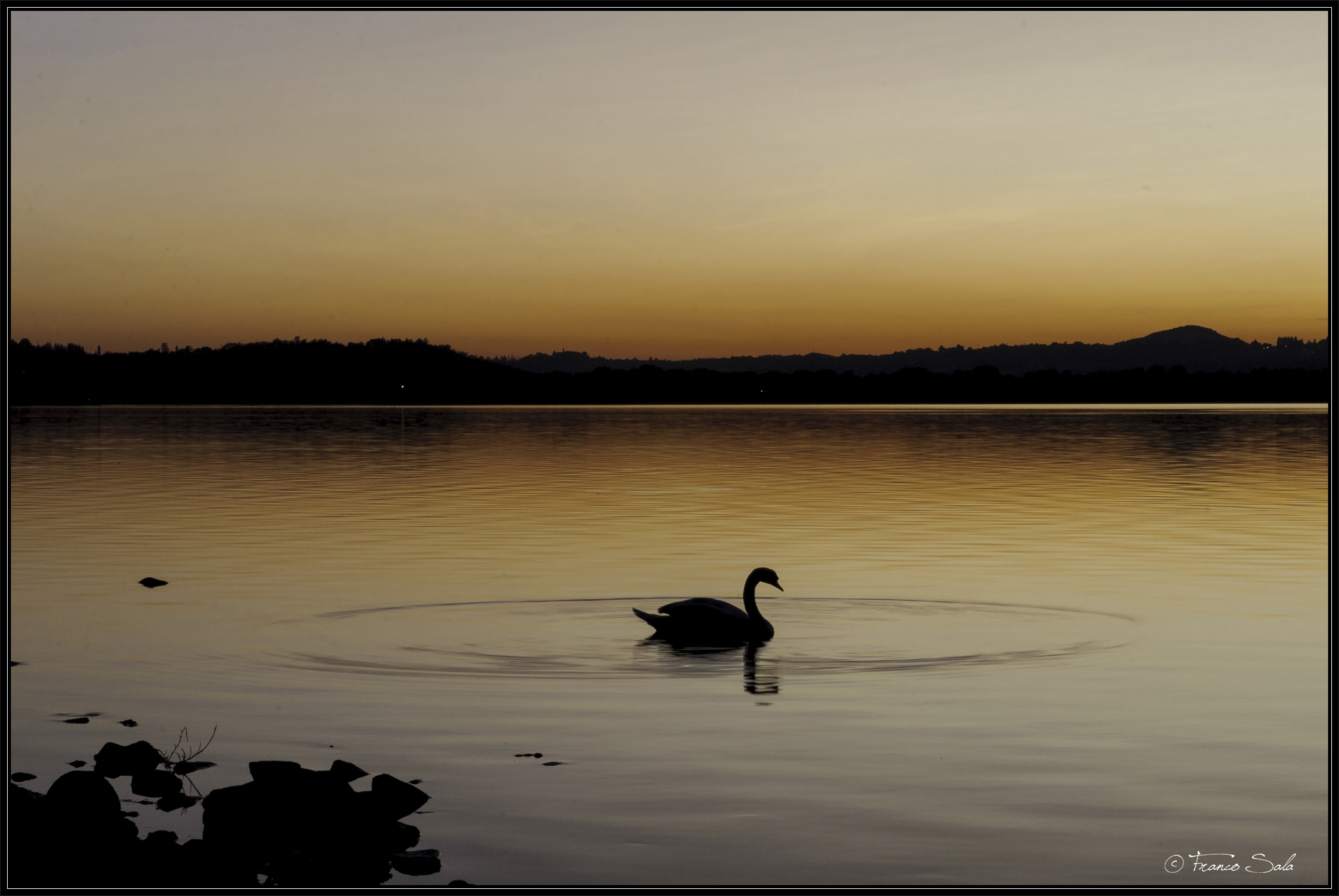 sunset swan