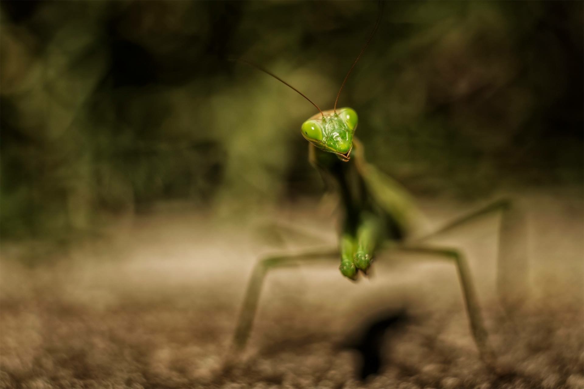 Mantis