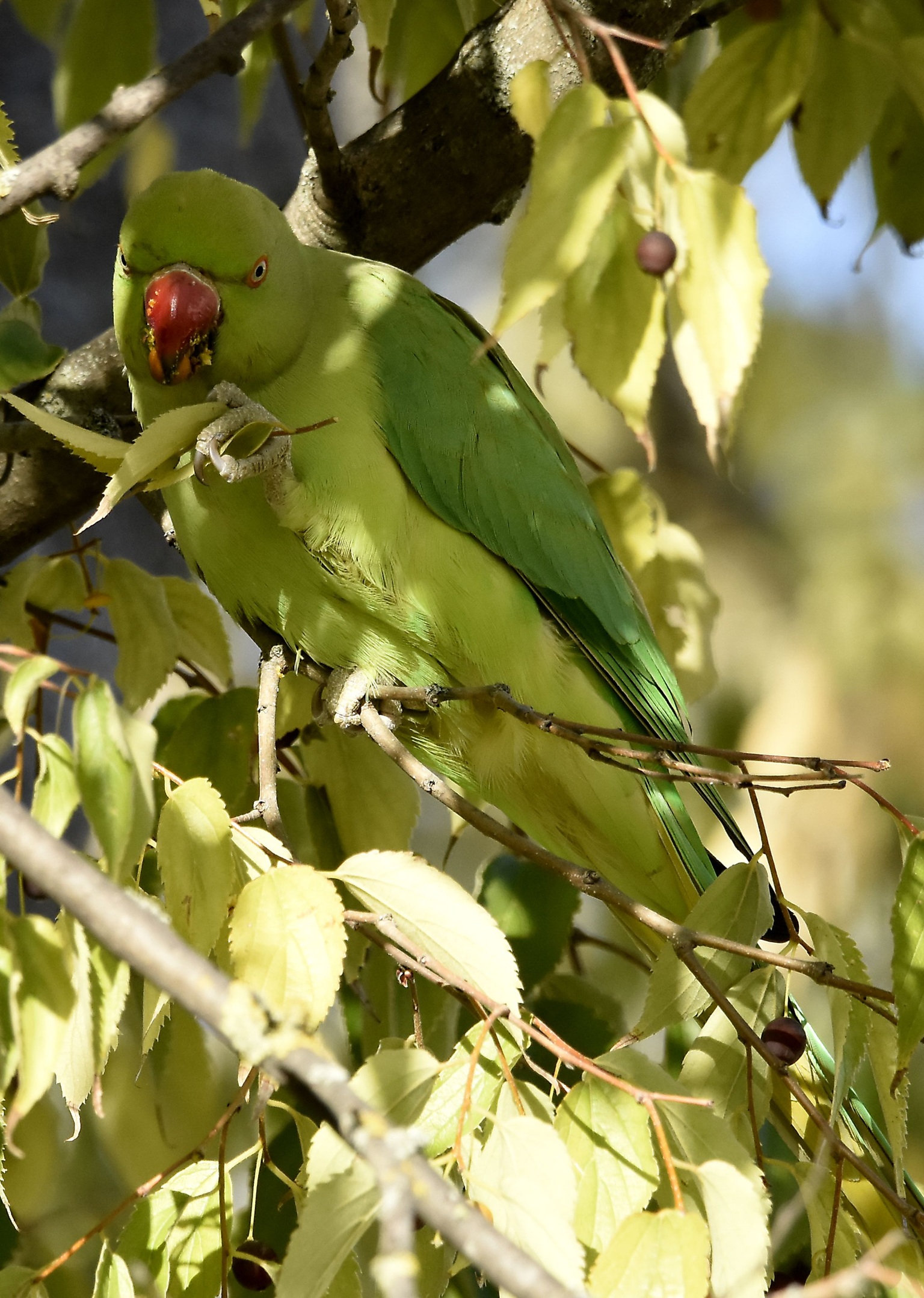 Parakeet from the collapse