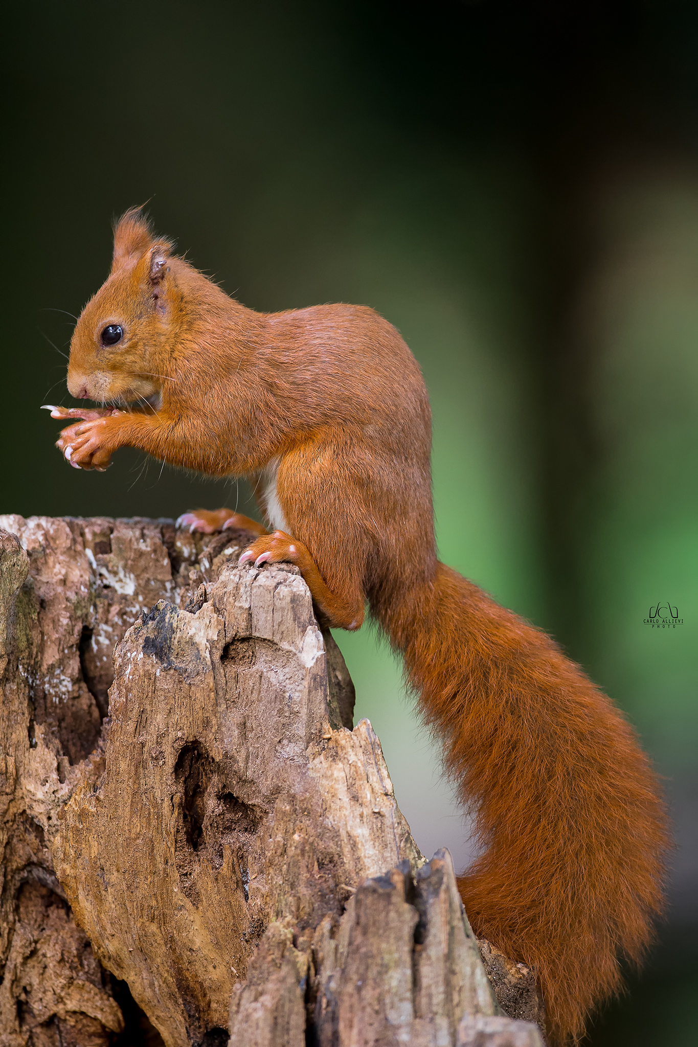 European Squirrel