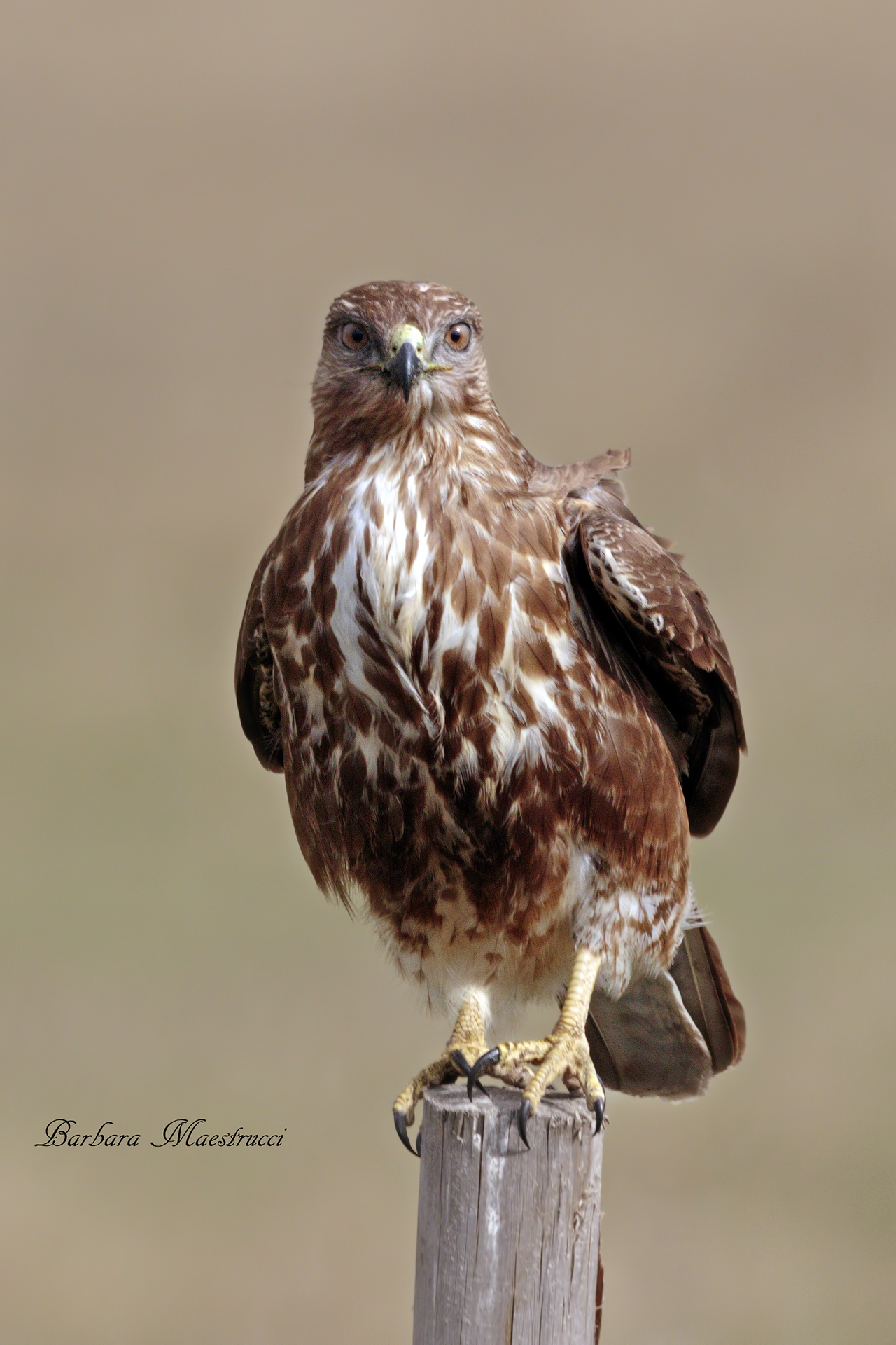 Buzzard
