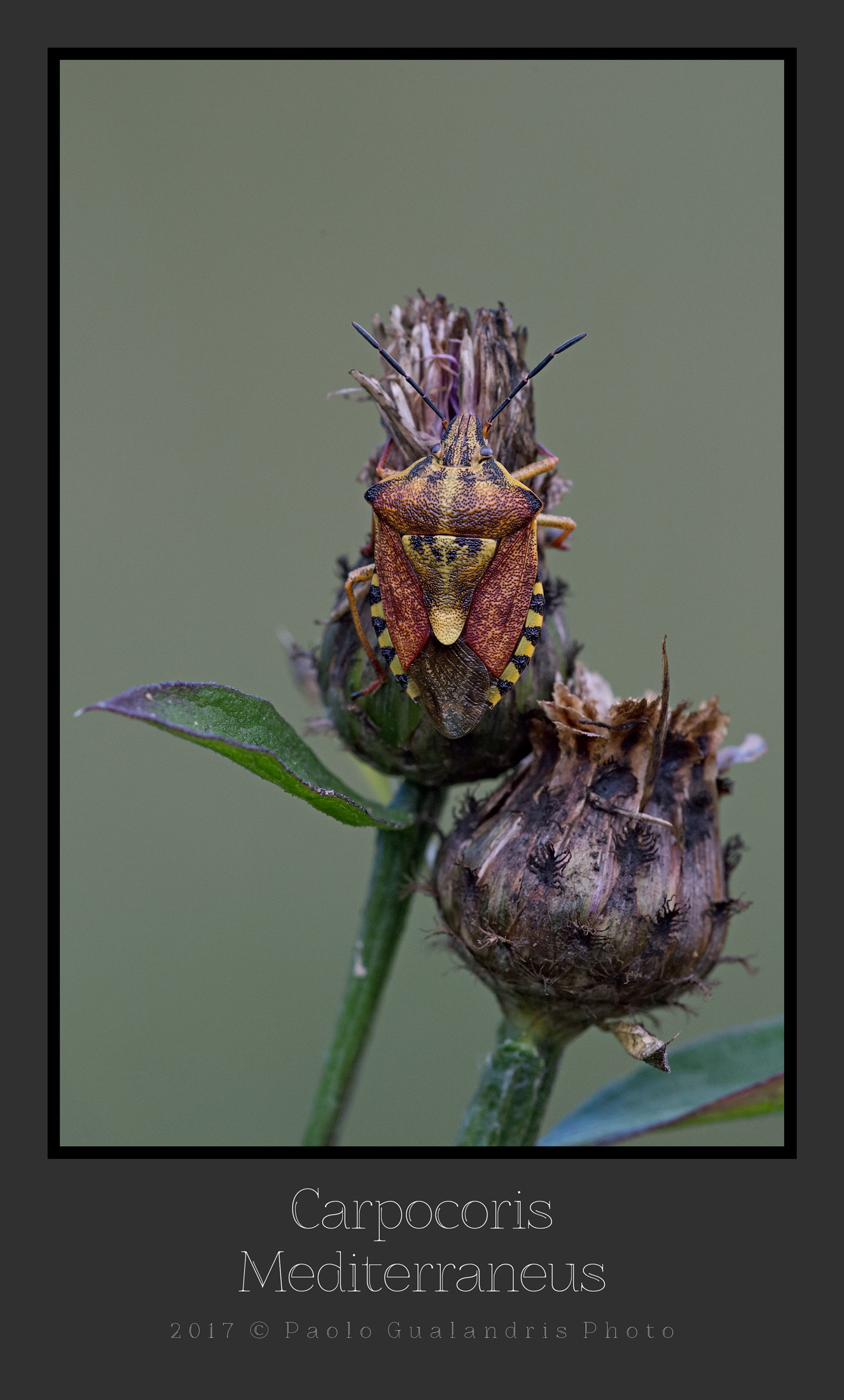Carpocoris Mediterraneus