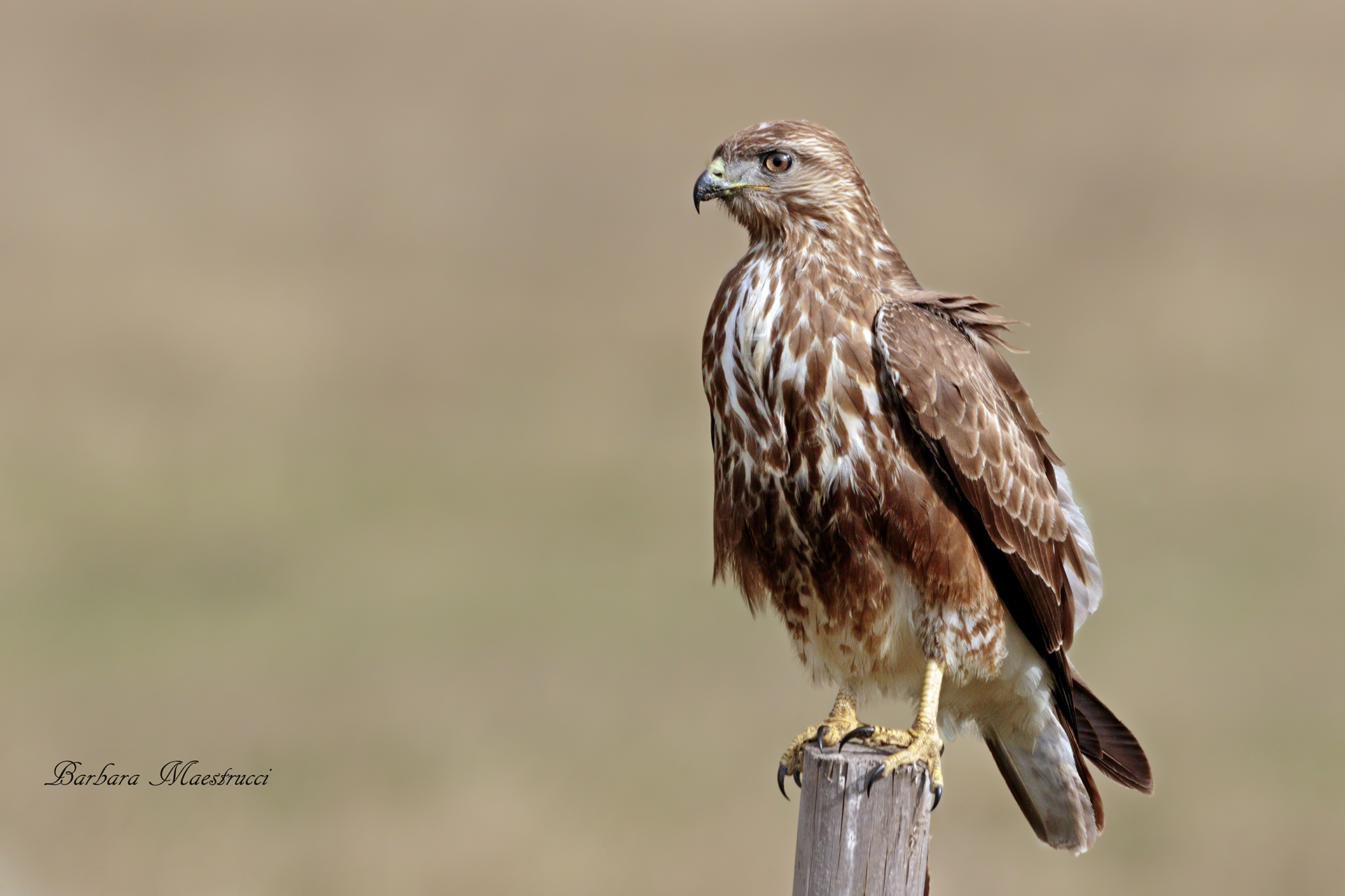 An unexpected encounter