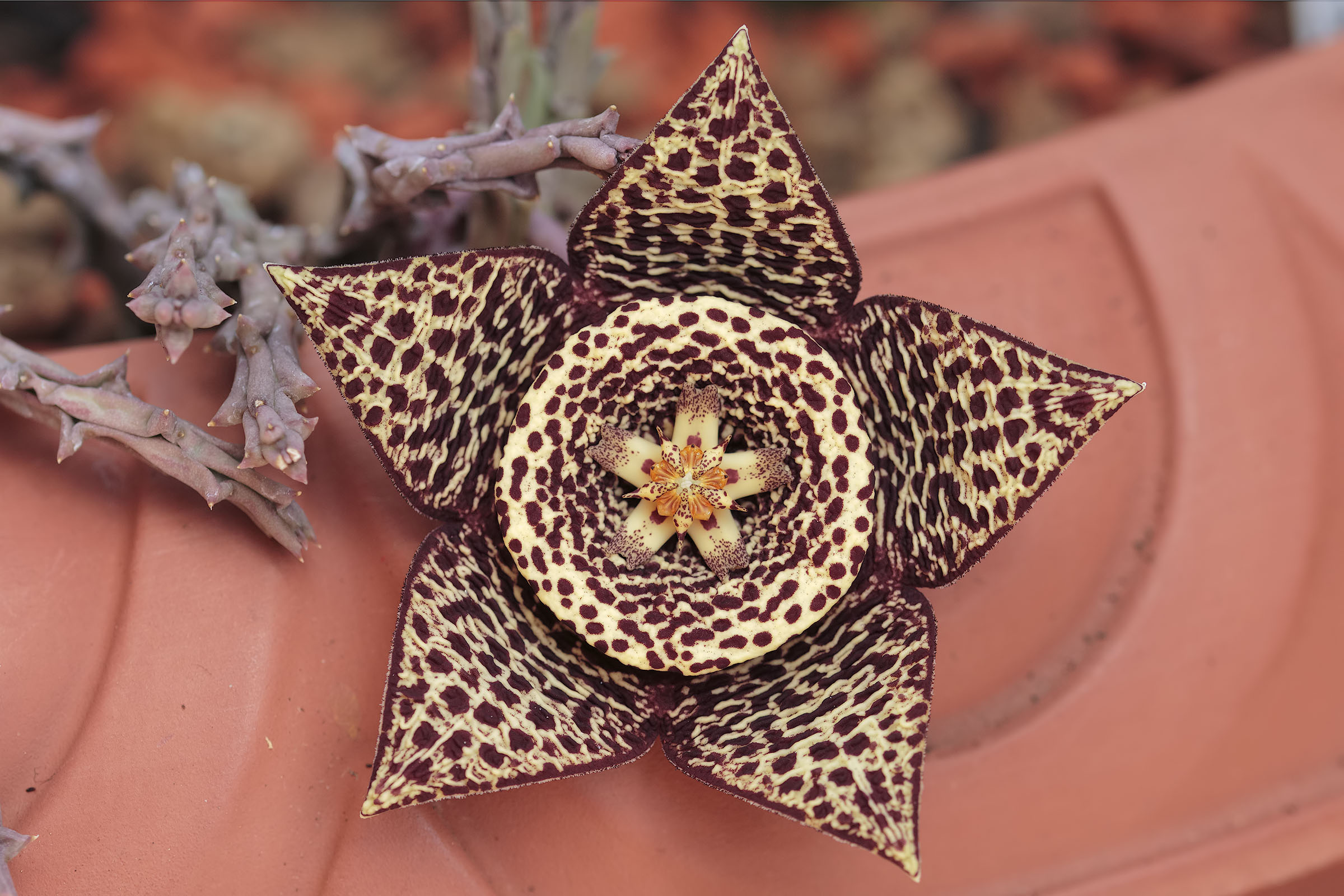 Stapelia Veriegata