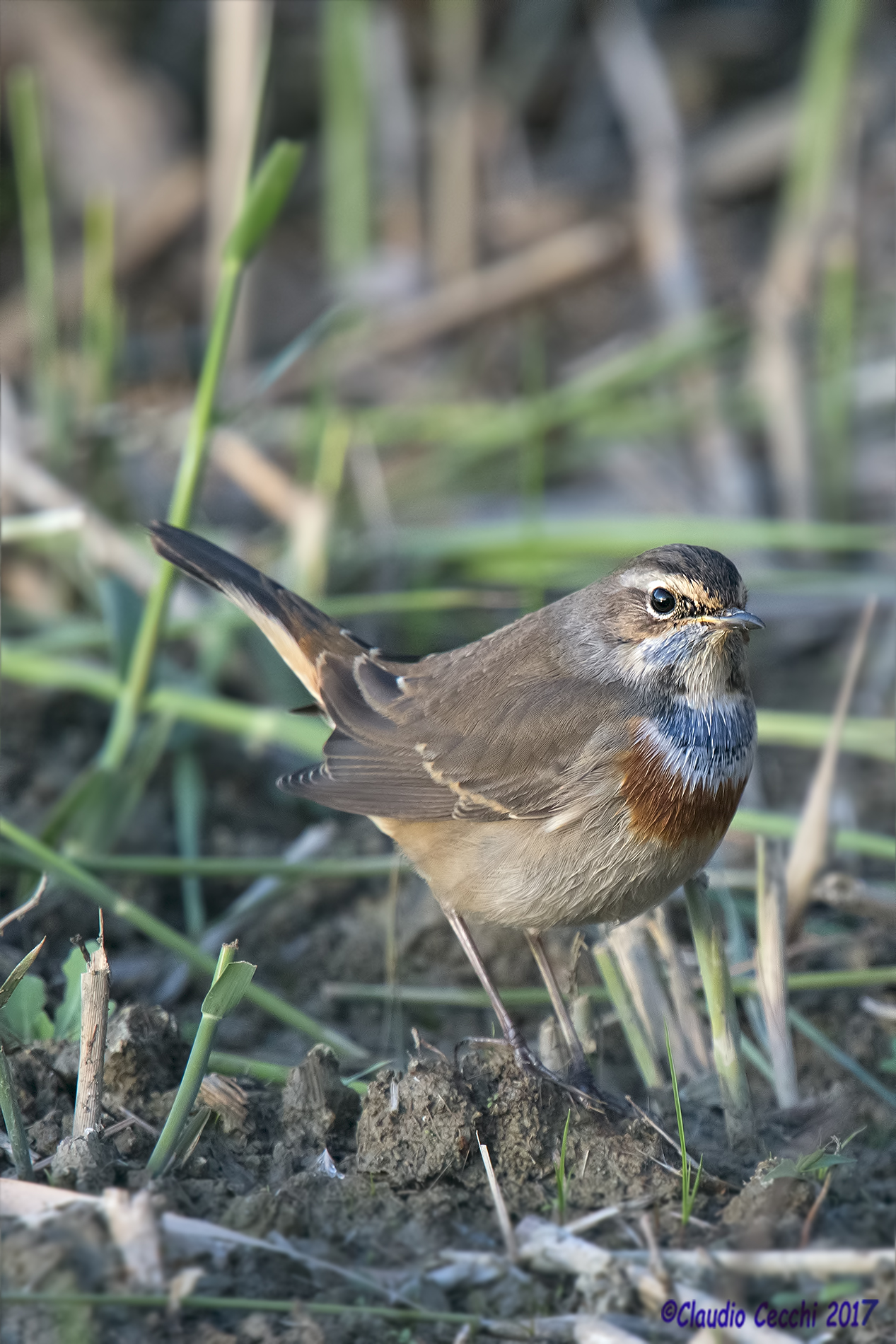 Bluethroat