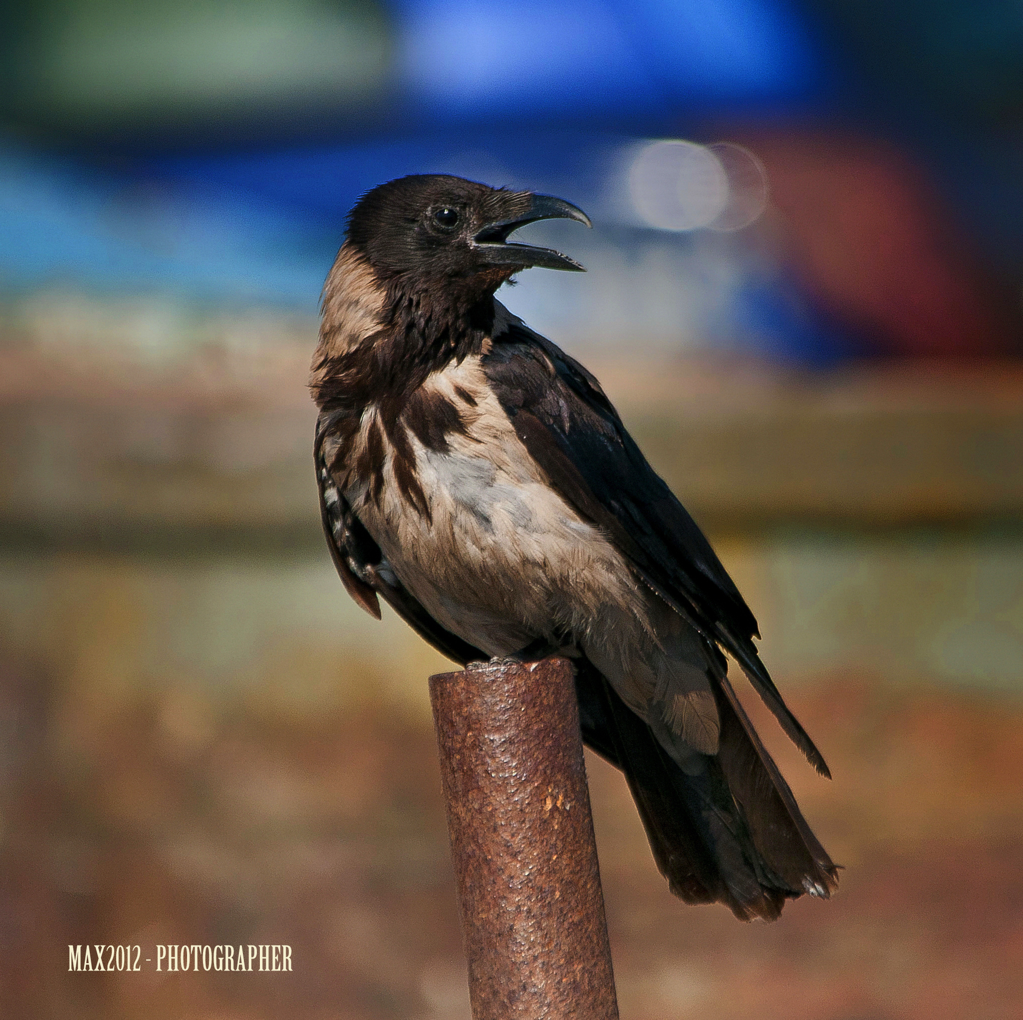 Cornacchia grigia (Corvus corone cornix)