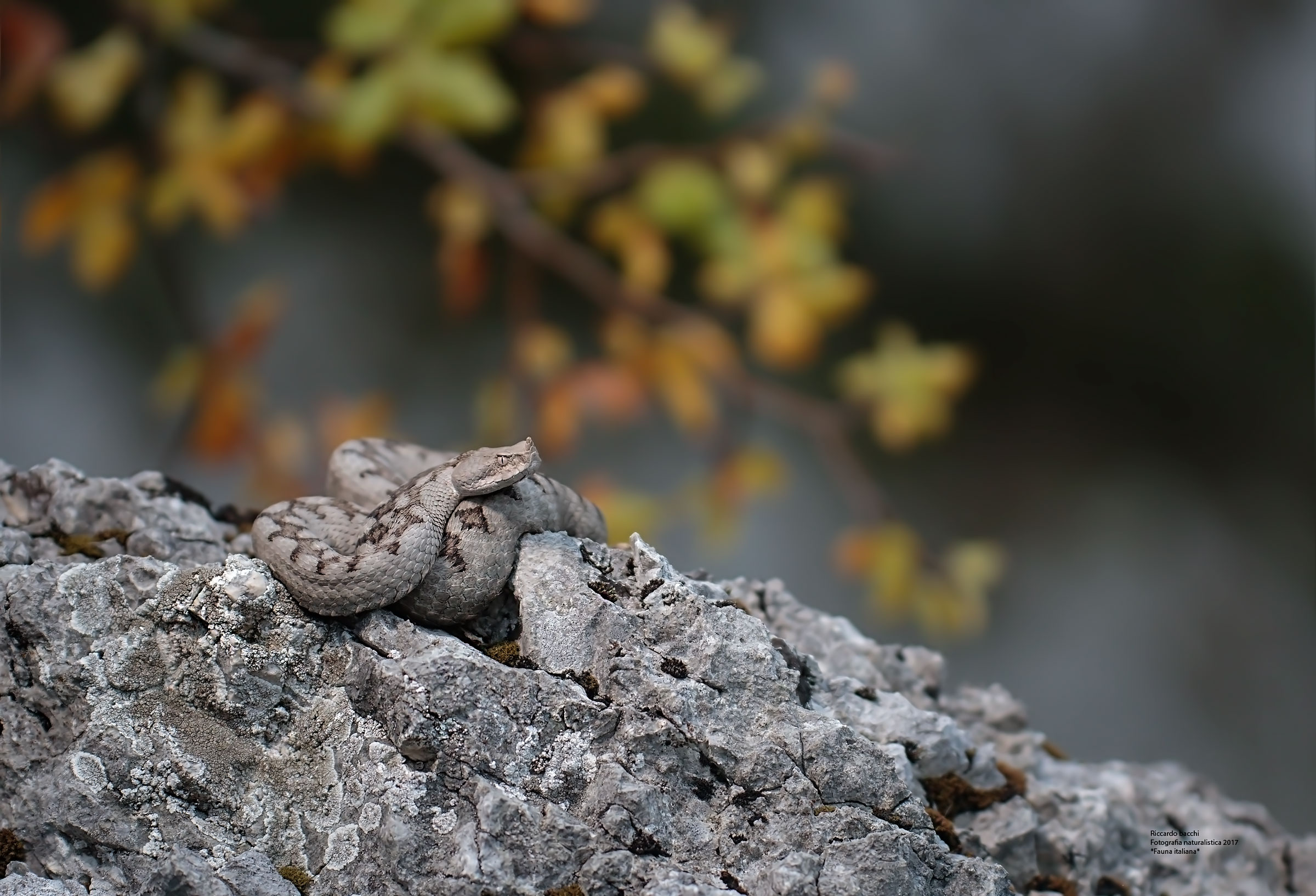 Vipera dal Corno, dolomia e faggio