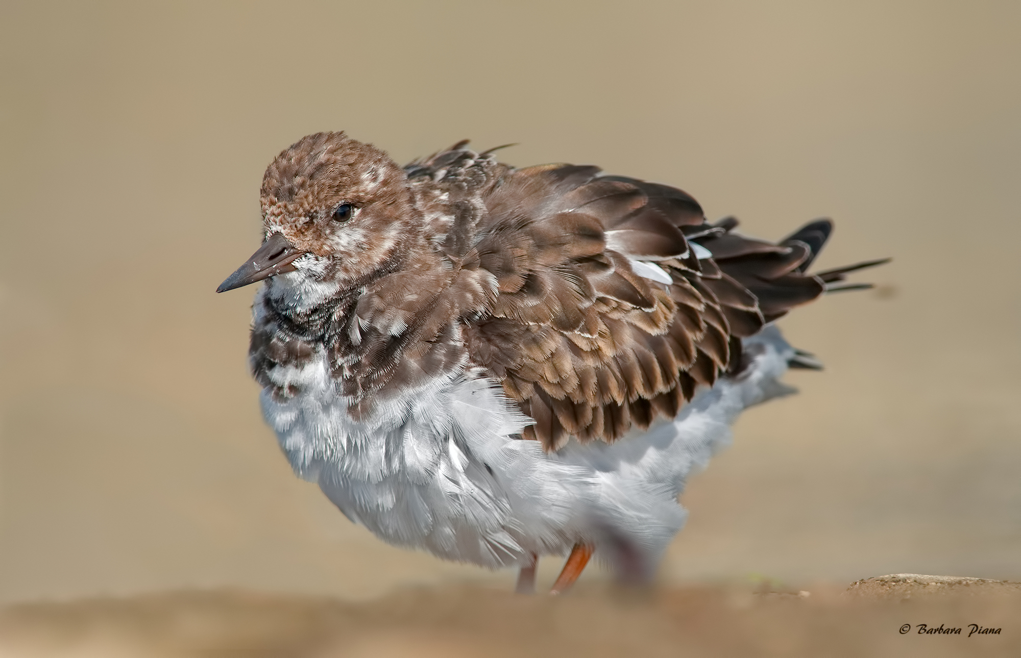 Turnstone