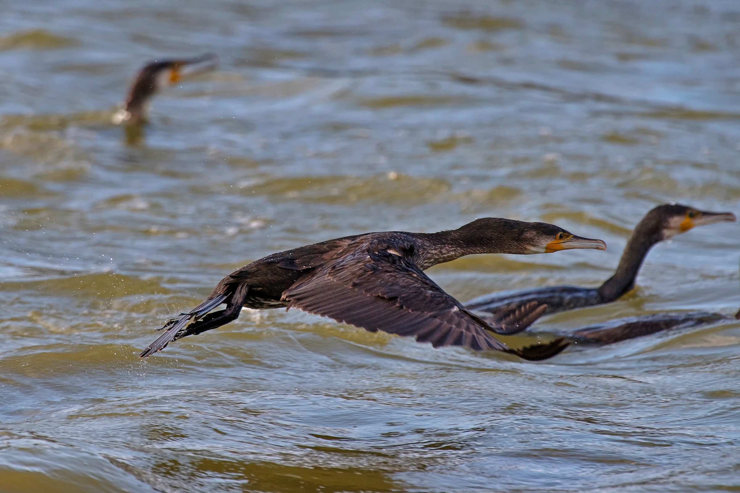 Cormorani in azione