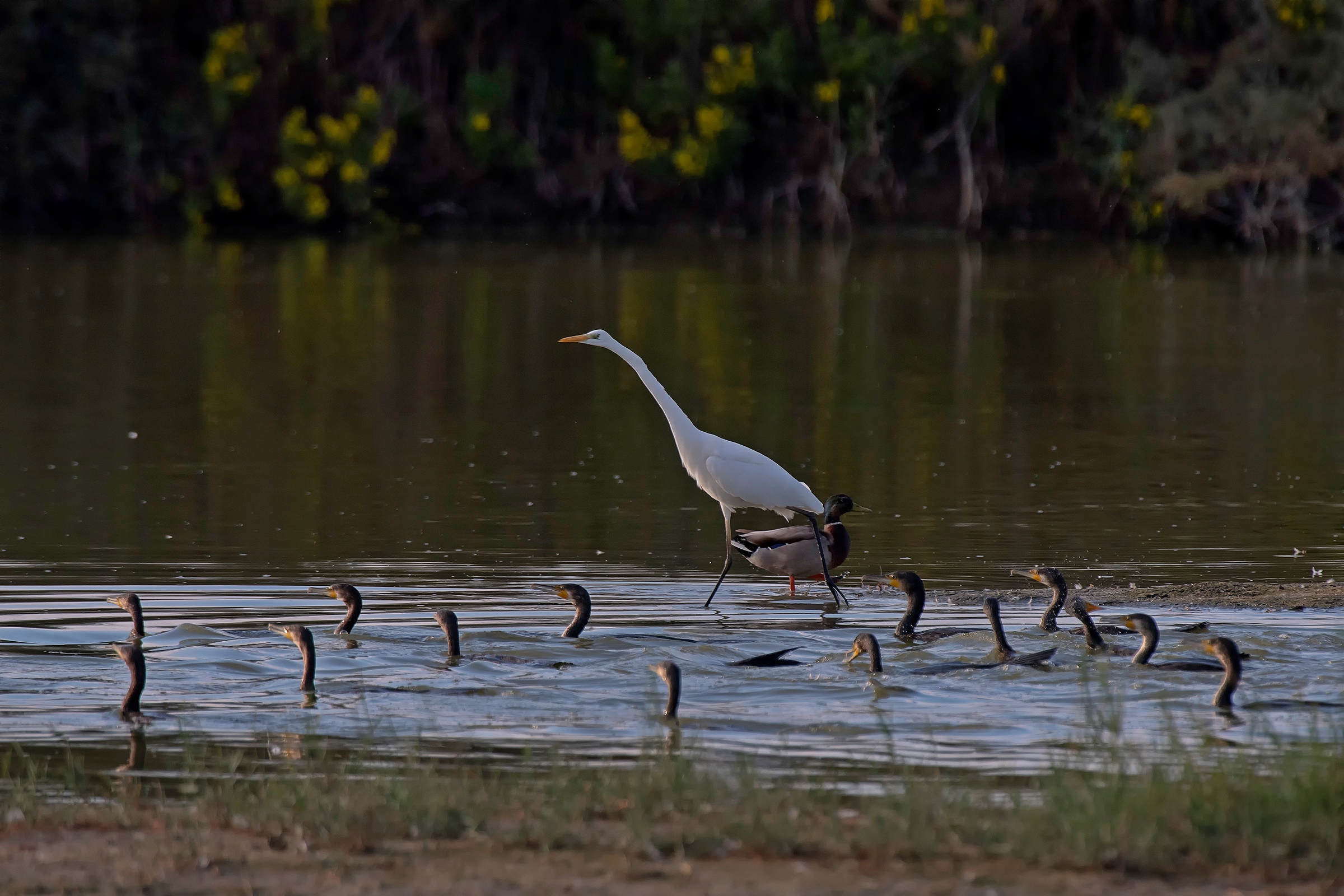 Cormorants batting with White Heron in support