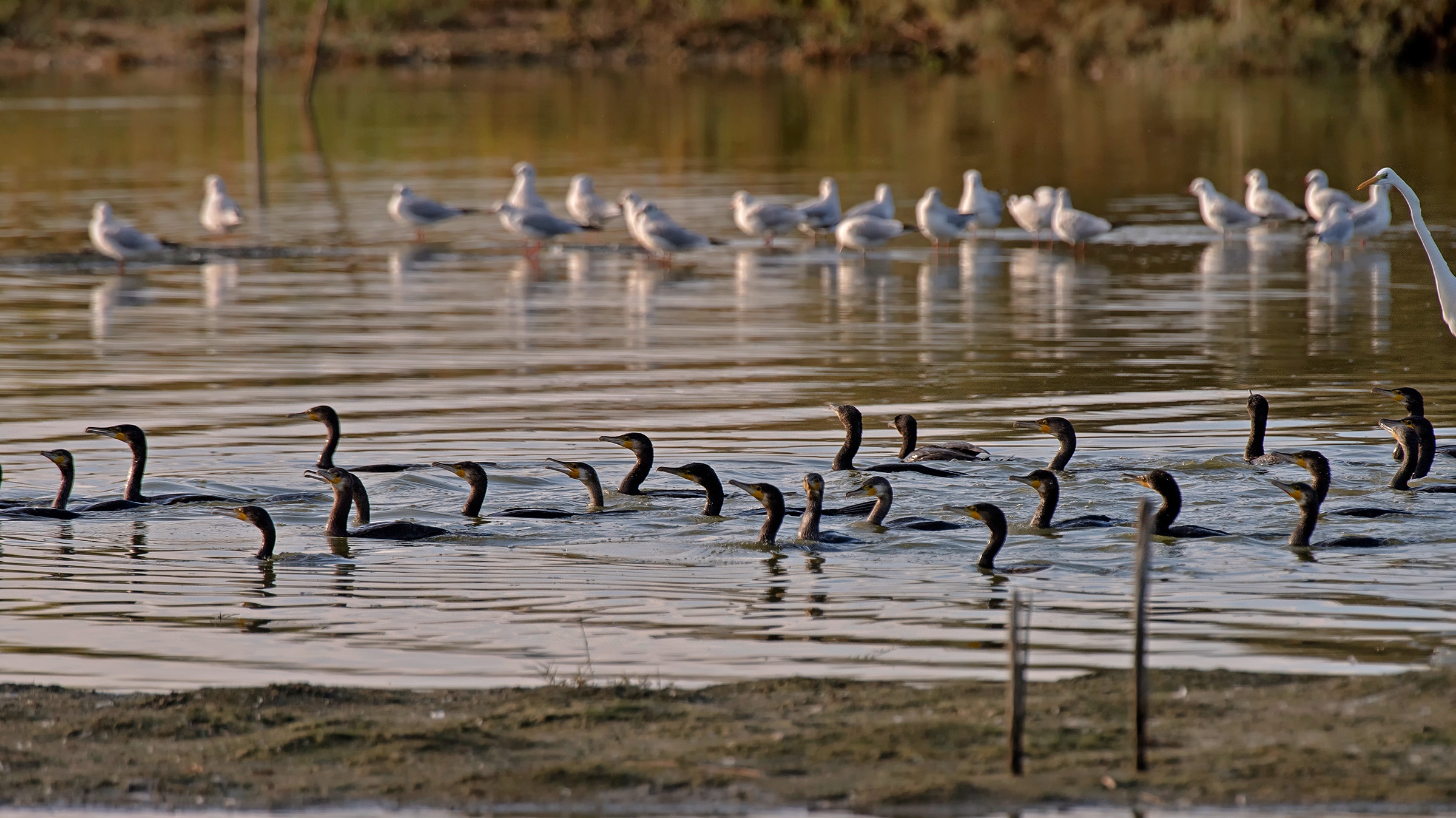 Una pattuglia di Cormorani