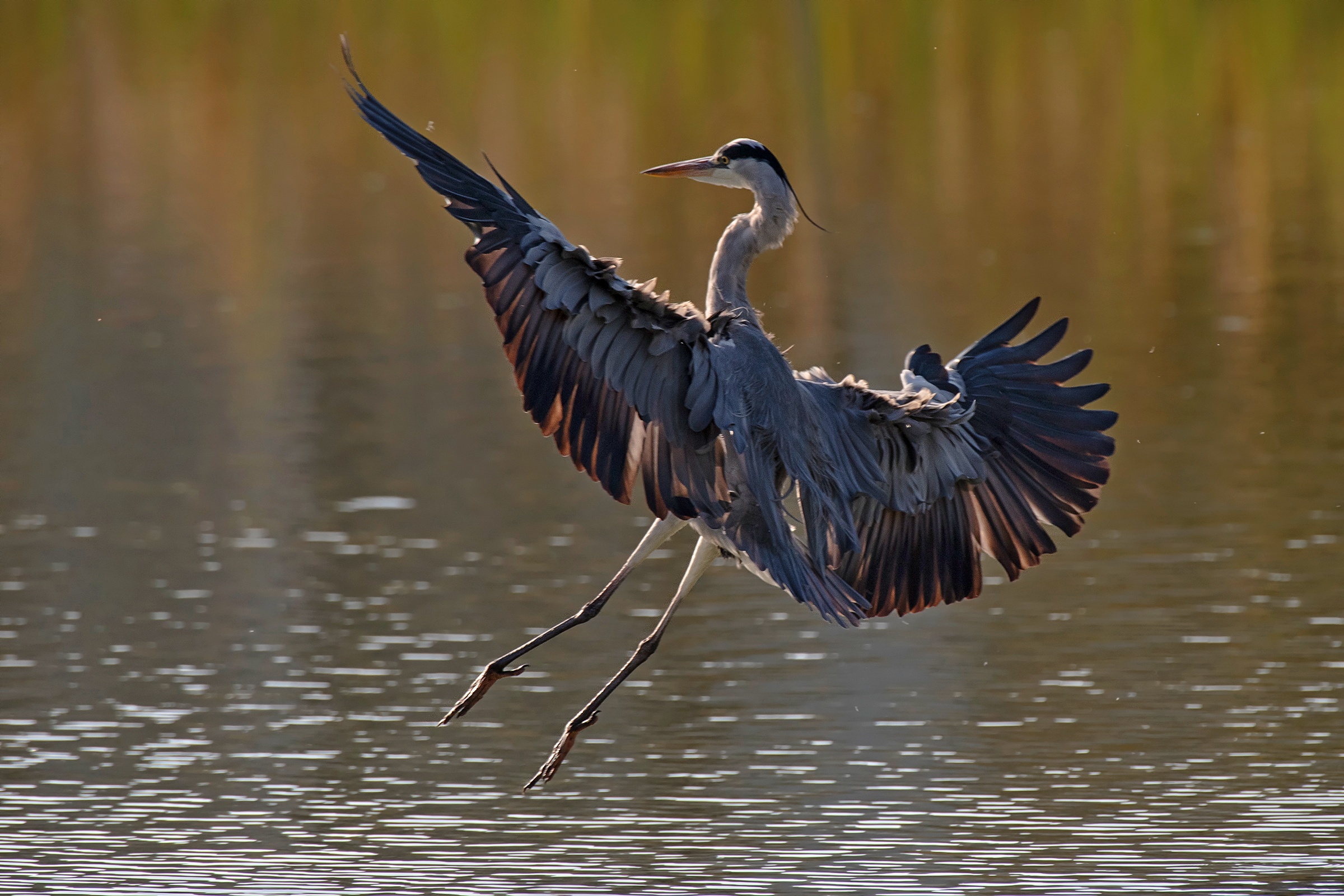 Cenerino in landing controluce