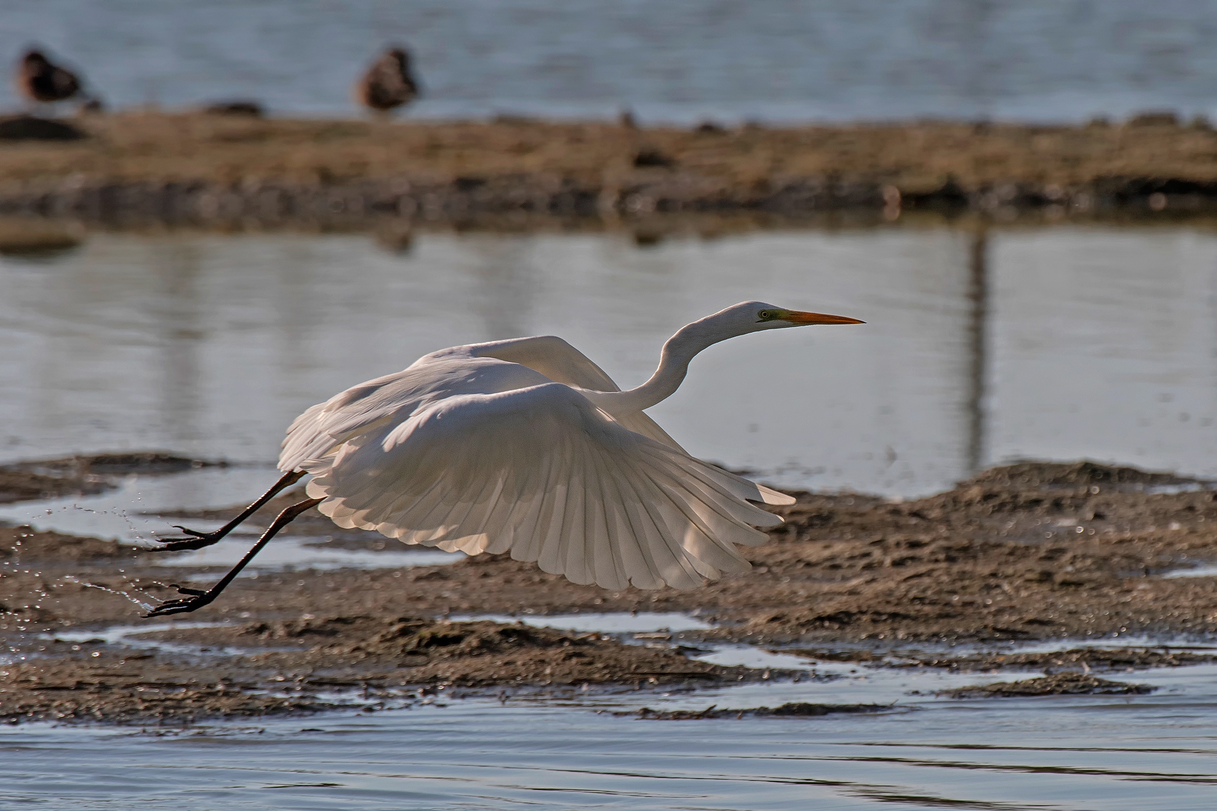 Big White Heron