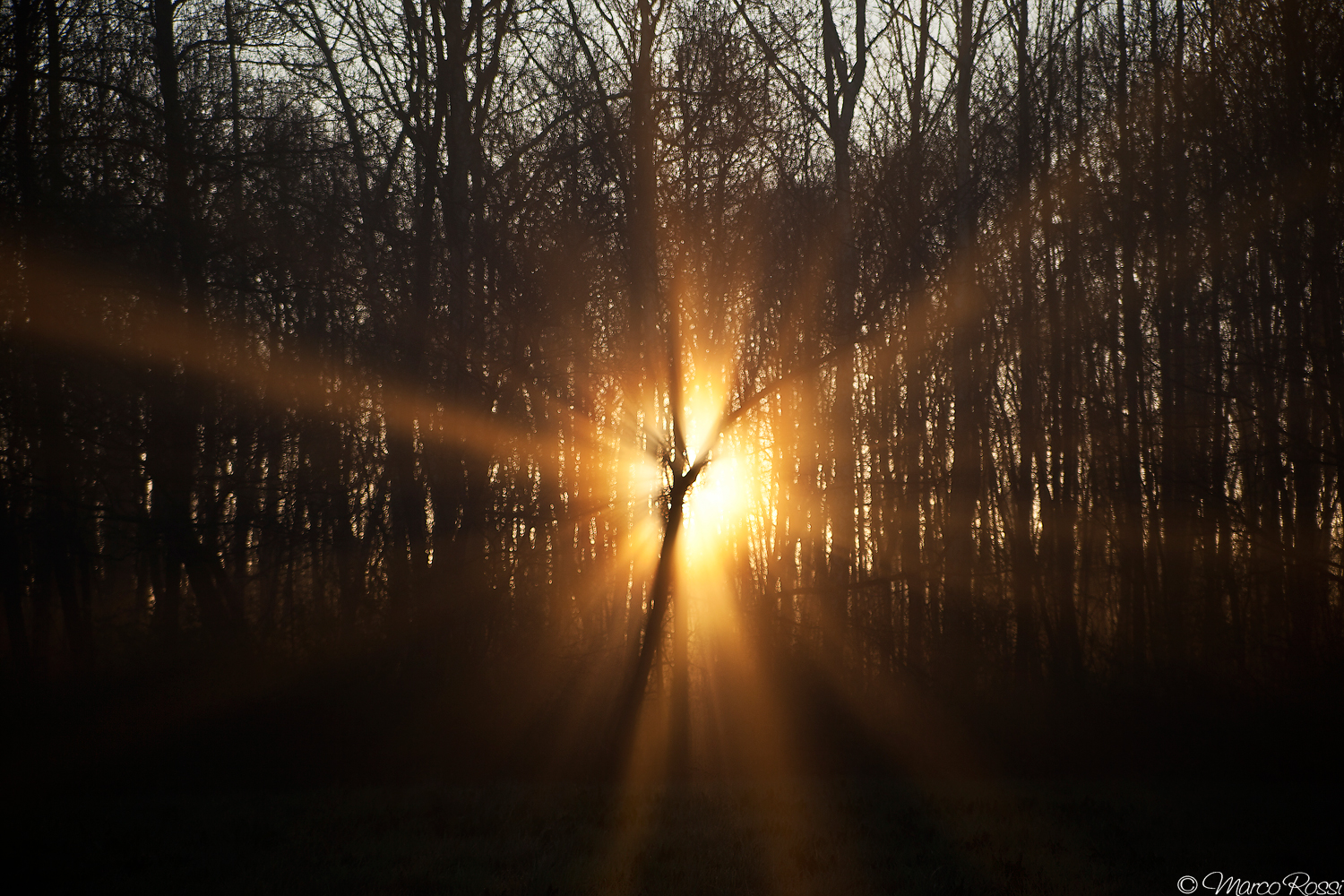Alba invernale nel bosco