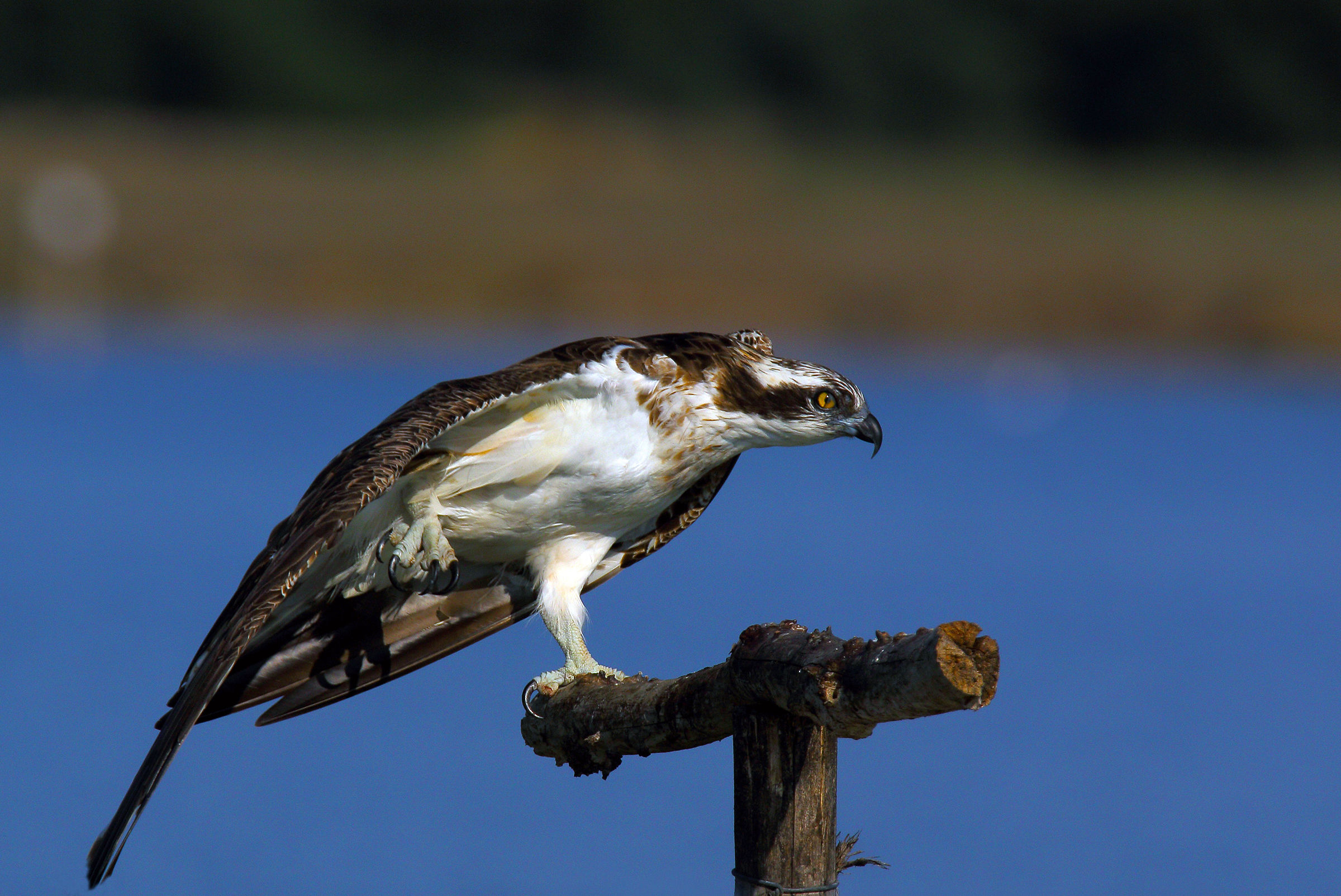 falcon fisherman in stretching