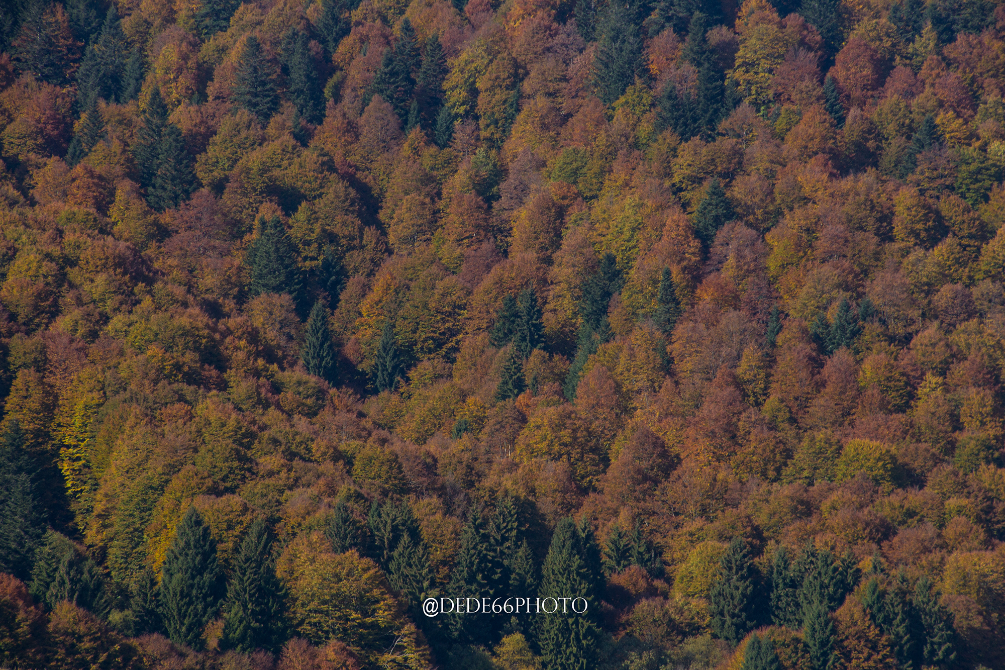 By savoring the colors of Autumn