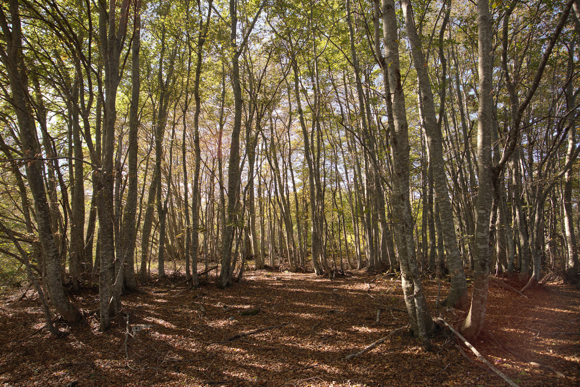 Faggeta a Colle San Giacomo