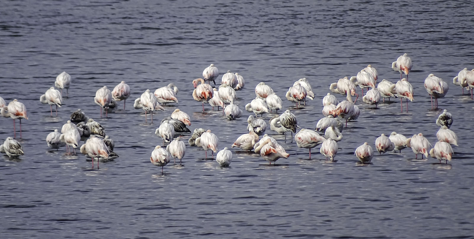 flamingos, valle sagreda (ro)