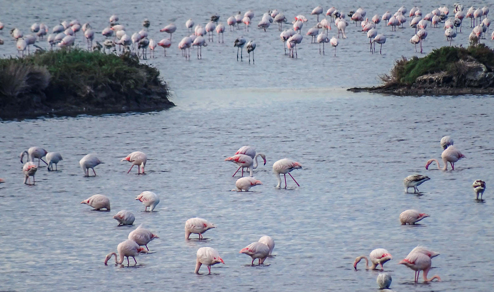 flamingos, valle sagreda (ro)