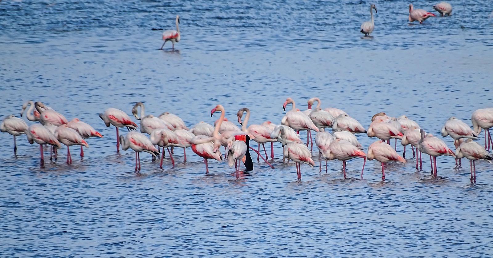 flamingos, valle sagreda (ro)