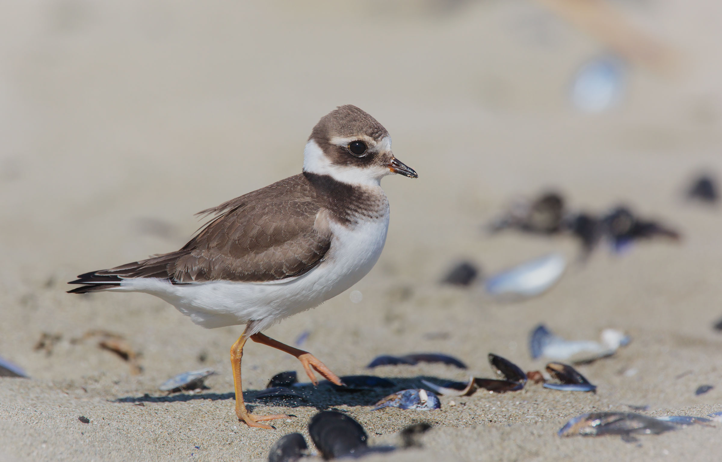 Corriere Grosso e mitili