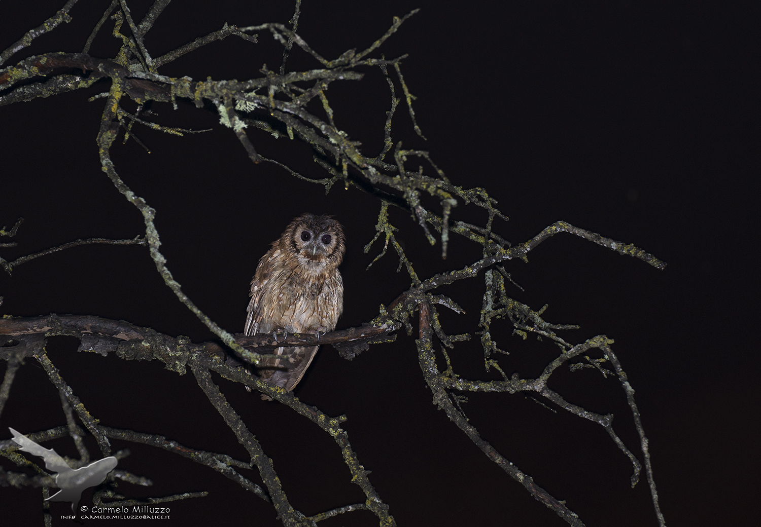 Wet pad _Strix aluco_