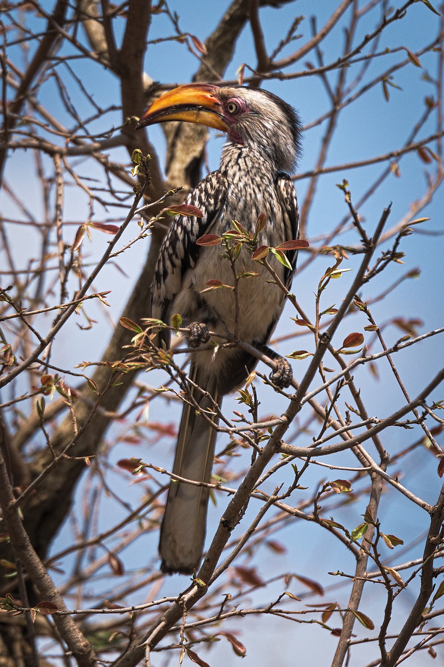 Zazu - Bucero beccogiallo