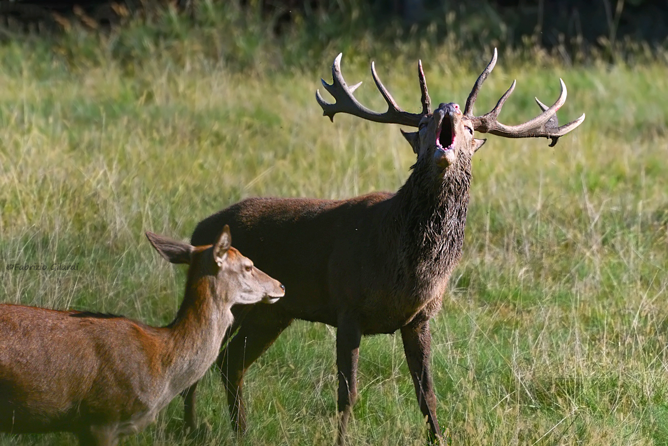 Noble deer (Cervus elaphus)