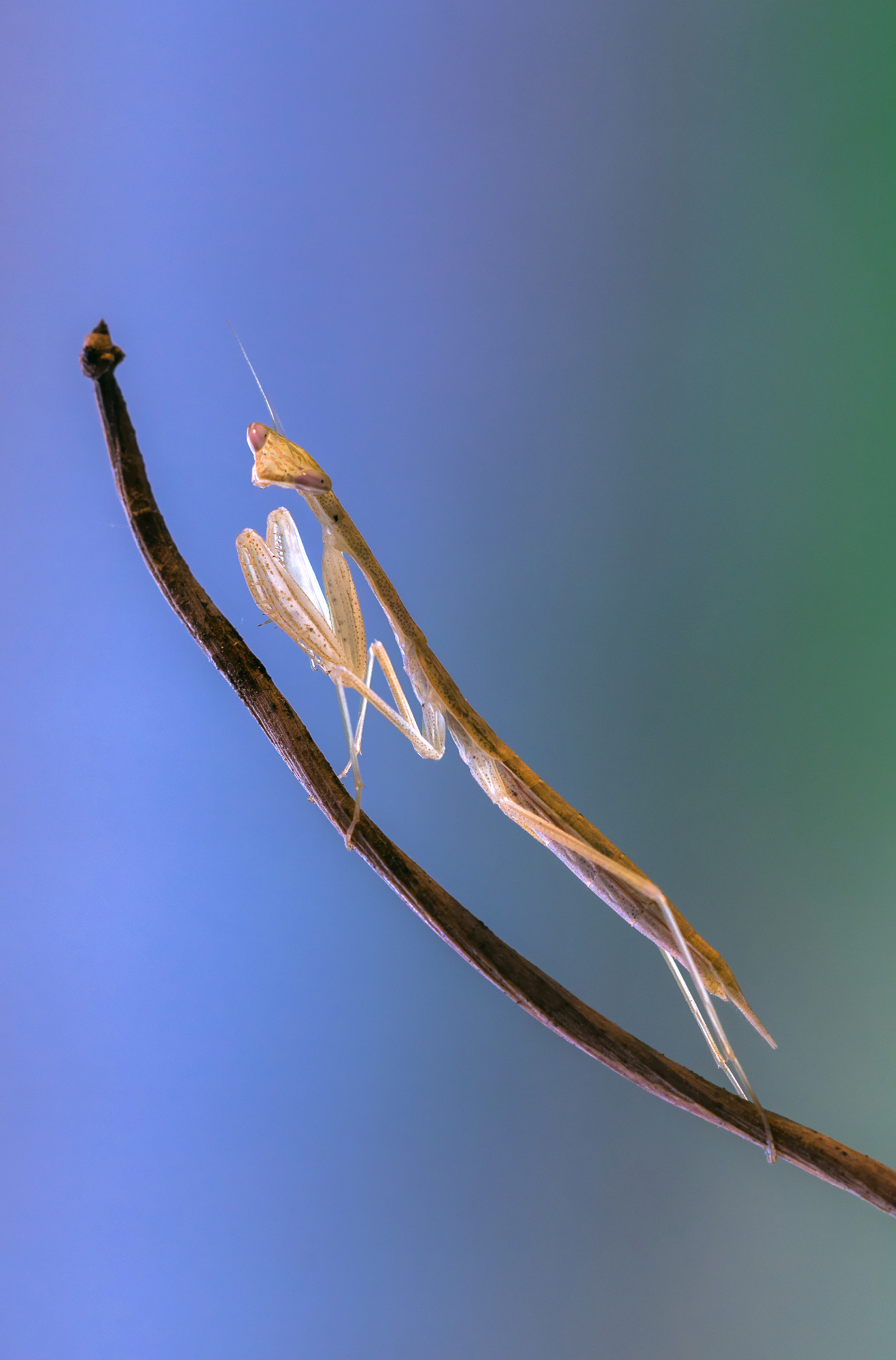 praying mantis (nimph)