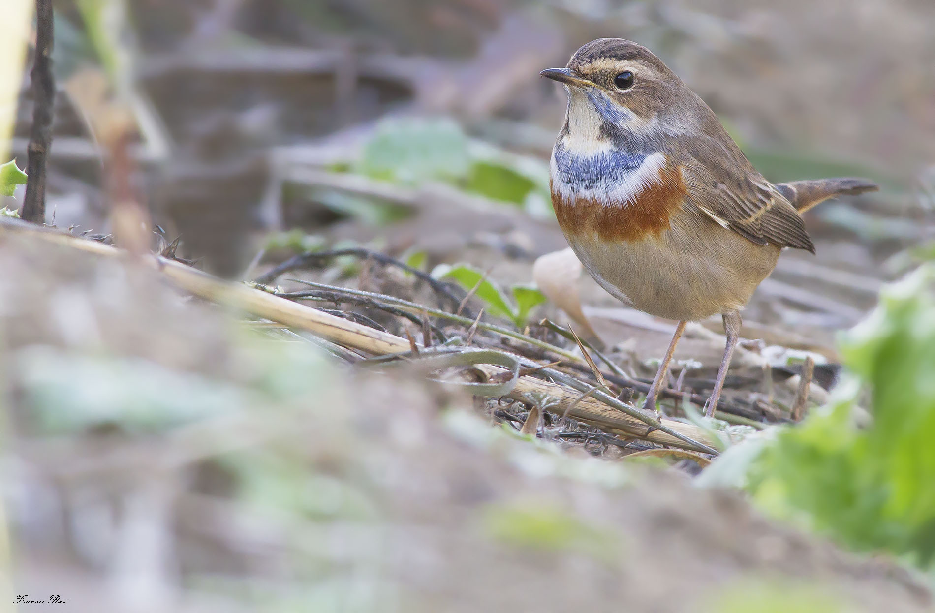 Bluethroat