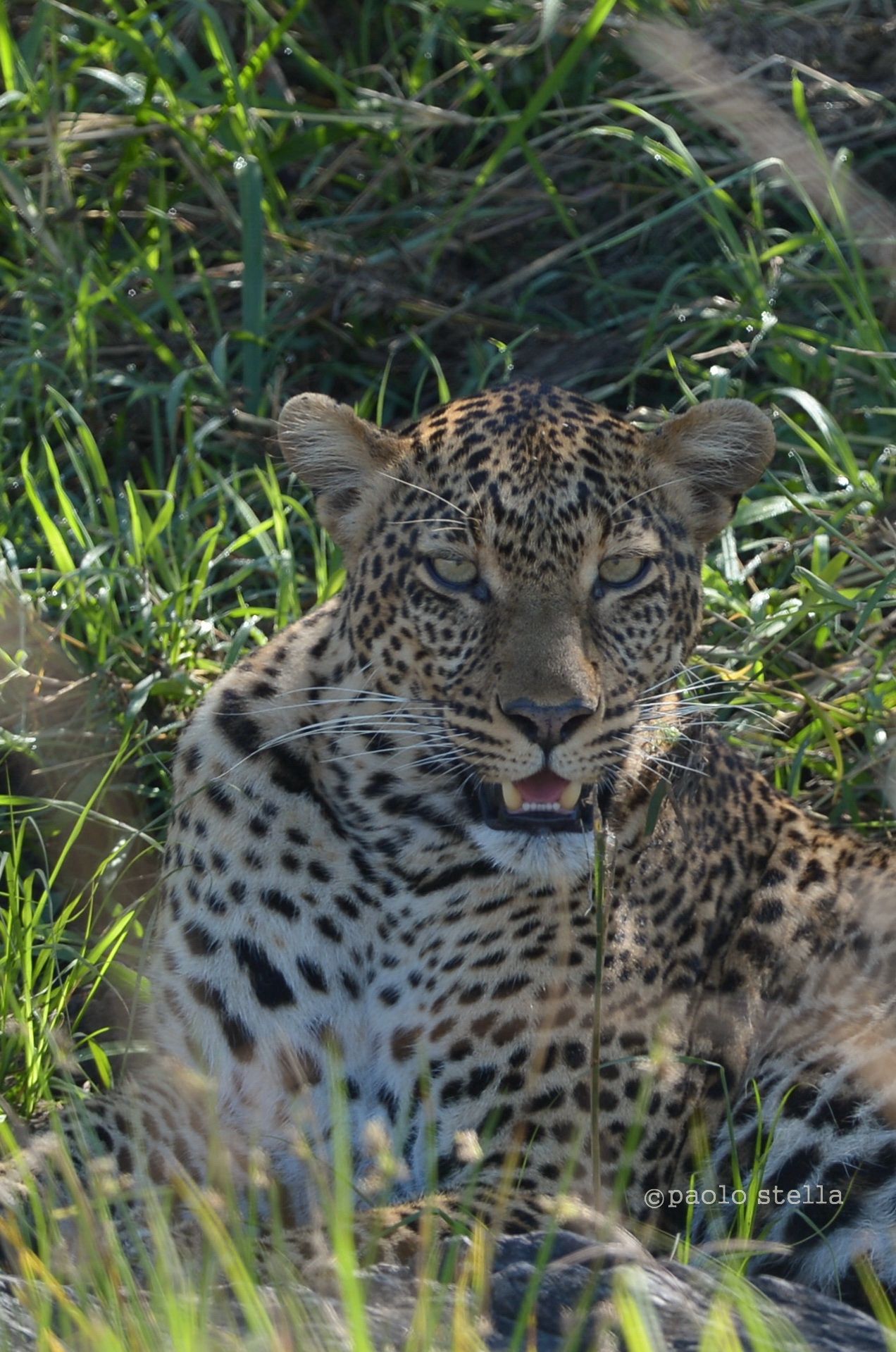 Mara with Federico Veronesi, female leopard